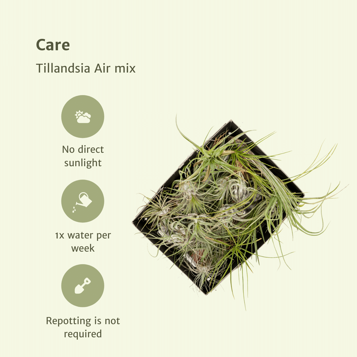 Bromelie-Luftpflanze - Tillandsia Air mix - 20 Stück - 6 cm - ø6
