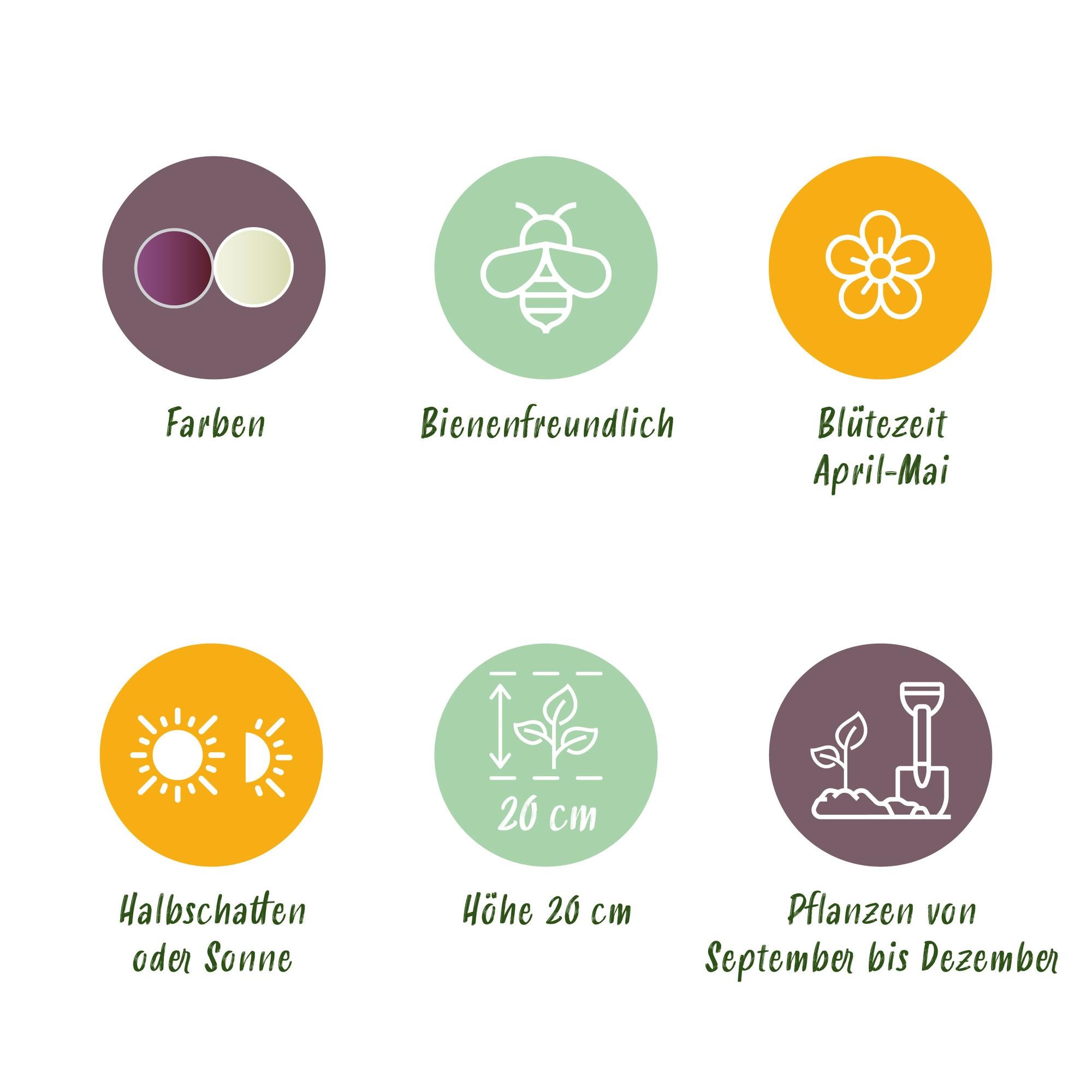 Schachbrettlumen Mix - Fritillaria Meleagris Mix - Farbe Lila und Weiß - 30 Stück - Zwiebelgröße 6/7 - XXL Pack