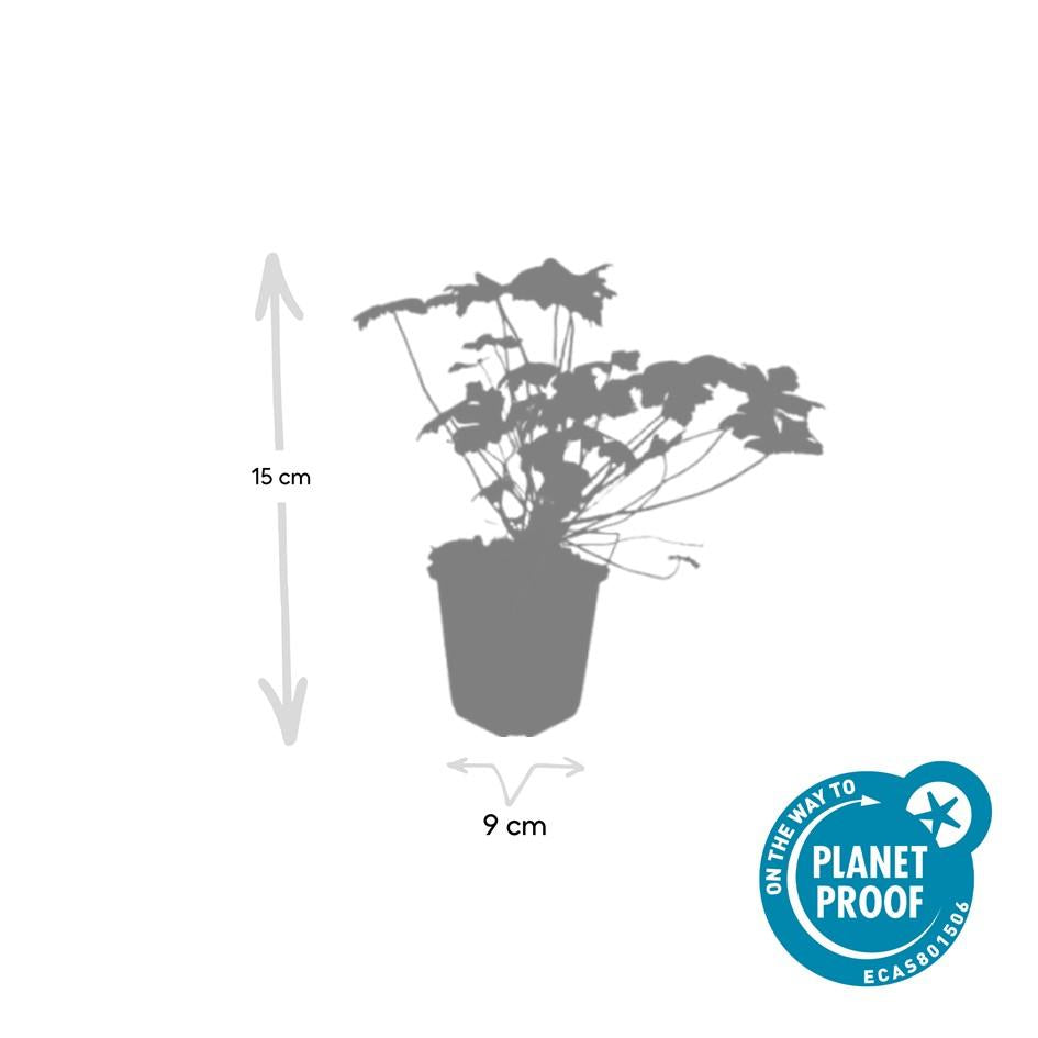 Balkanstorchschnabel - Geranium macr. 'Czakor' - ↕10-25cm - Ø9cm 20 Stück