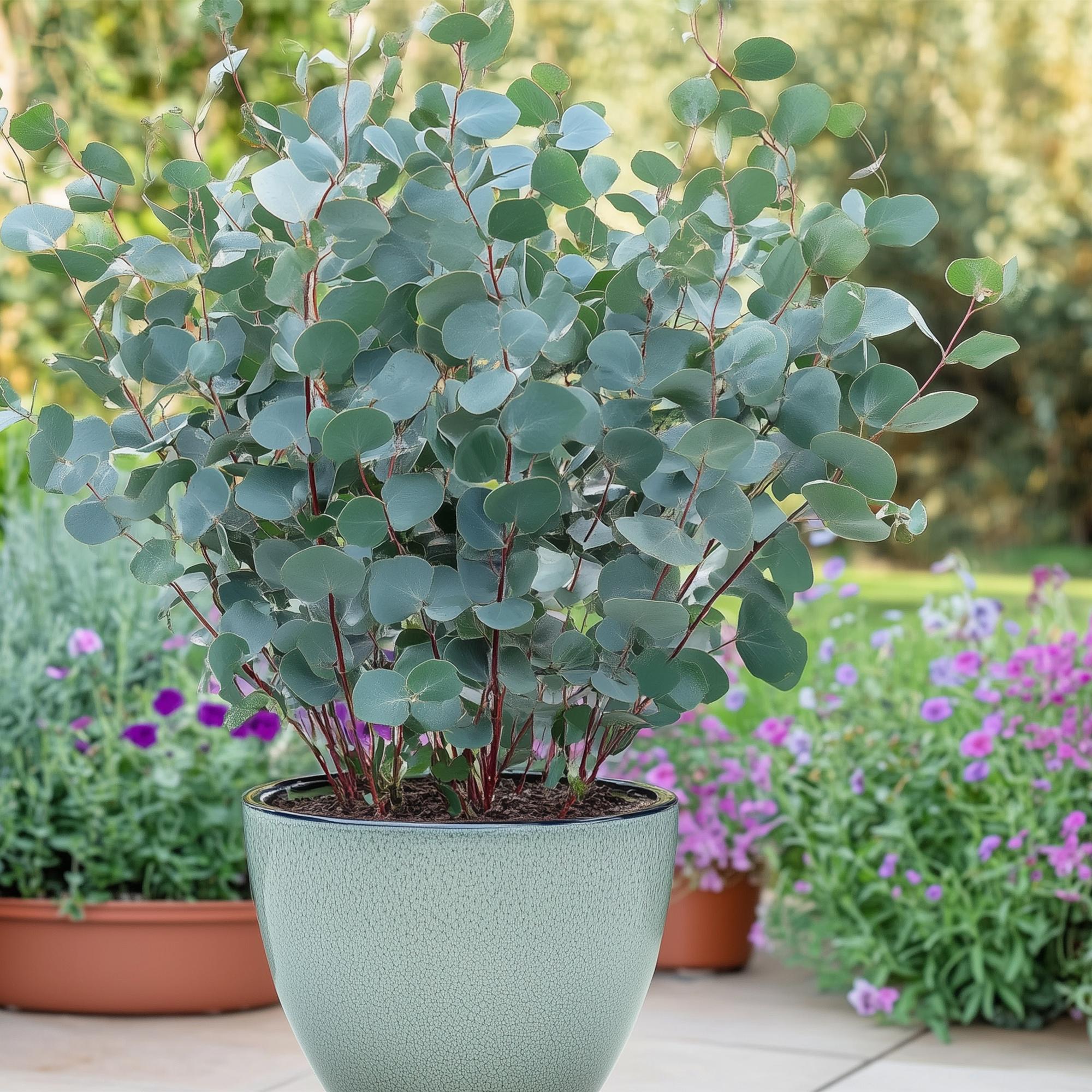 Eukalyptusbaum - Eucalyptus gunni - Grau - 2 Pflanzen - Winterhart - Topf 14cm Höhe 30cm