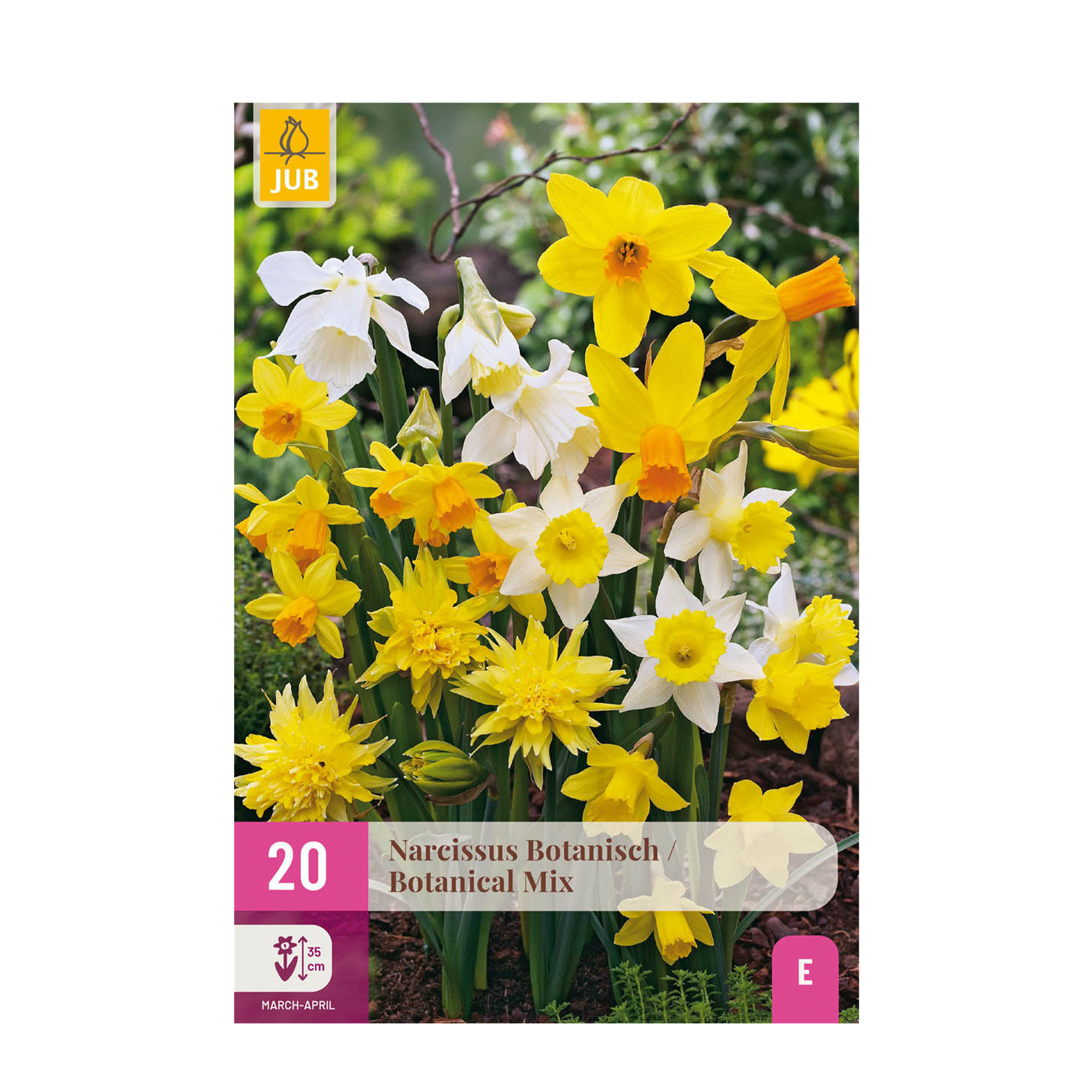 Narzissen Mix - Narcis Botanical Mix - Farbe Gelb und Weiß - 20 Stück - Zwiebelgröße 10/12 - XXL Pack