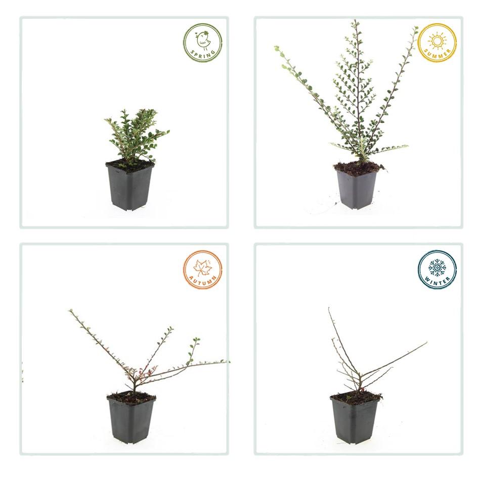 Fächerzwergmispel - Cotoneaster horizontalis - ↕10-25cm - Ø9cm 12 Stück