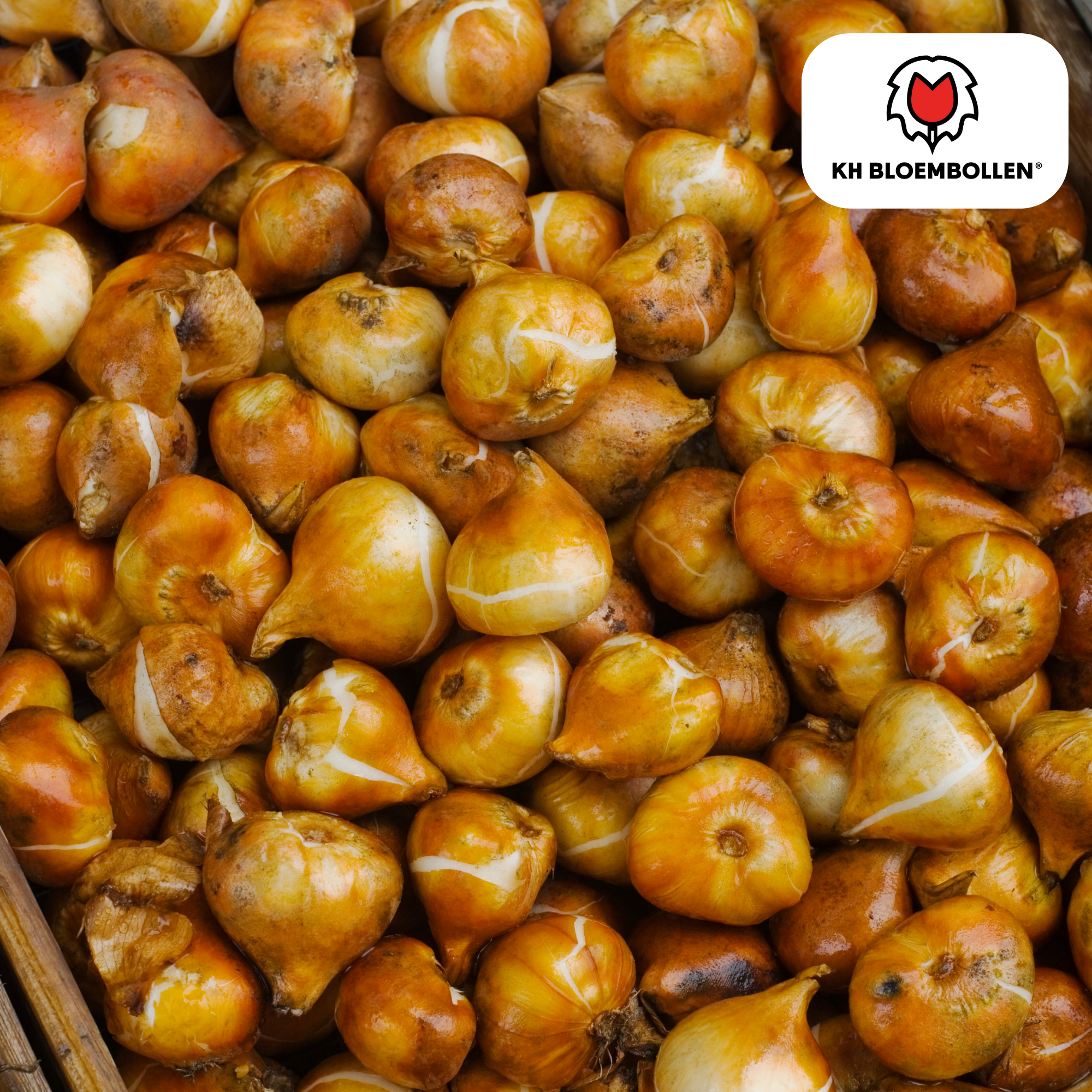 Tulpen - Tulipa Dafeng – 20 Stück - Orange Tulpe – Großblumig & Elegant – Für Garten oder Topf – Größe 11/12 – Frisch vom Züchter!