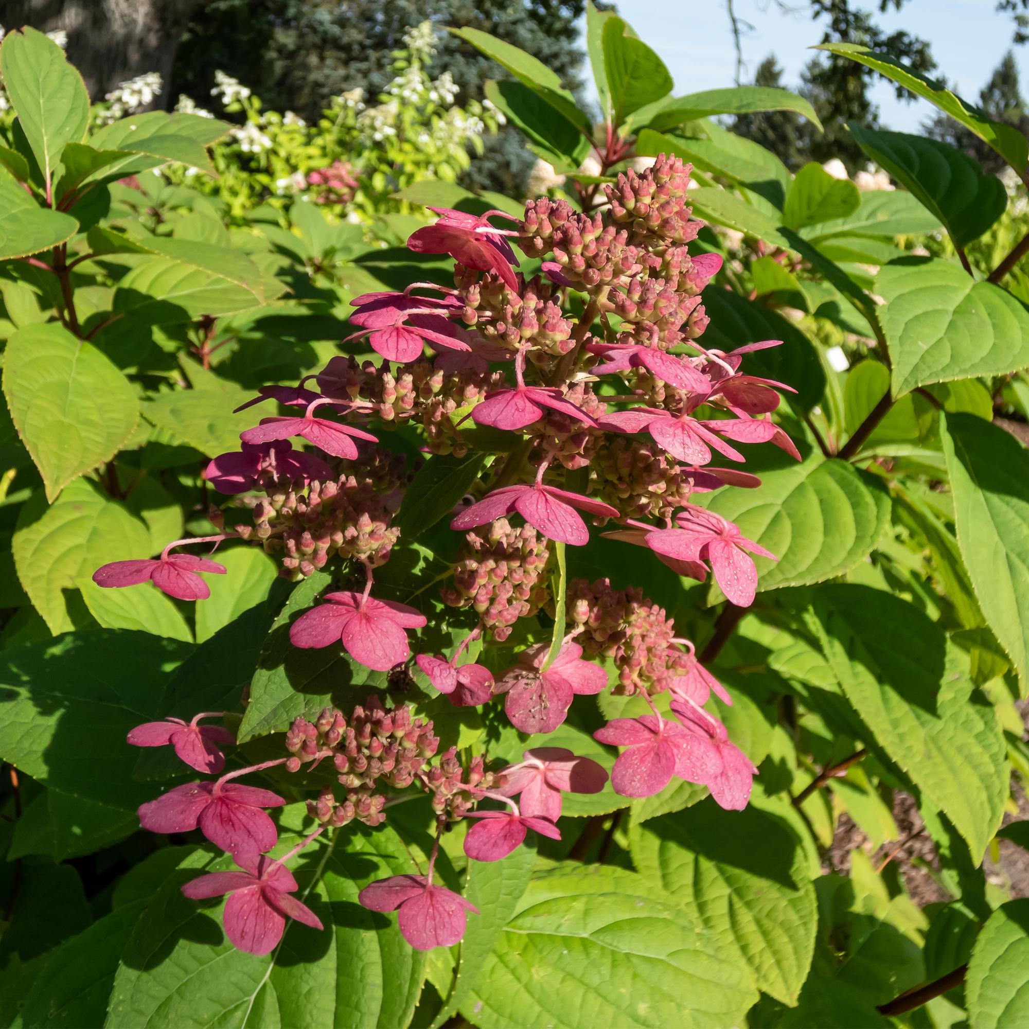 Rispenhortensie - Rispenhortensie - Hydrangea panniculata Wims Red - Blüte Weiß Rot - 3 Pflanzen - 1 m2 - Laubabwerfend - Große Blüten - Topf 17cm Höhe 50cm