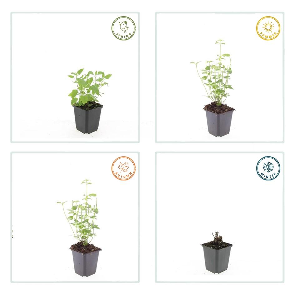 Duftnessel - Agastache 'Black Adder' - ↕10-25cm - Ø9cm 24 Stück