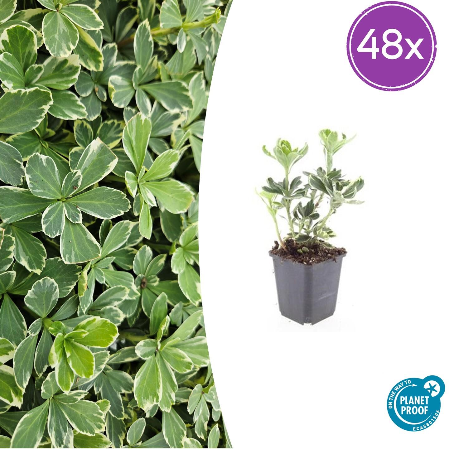 Weißbuntes Dickmännchen - Pachysandra term. 'Variegata' - ↕10-25cm - Ø9cm 48 Stück