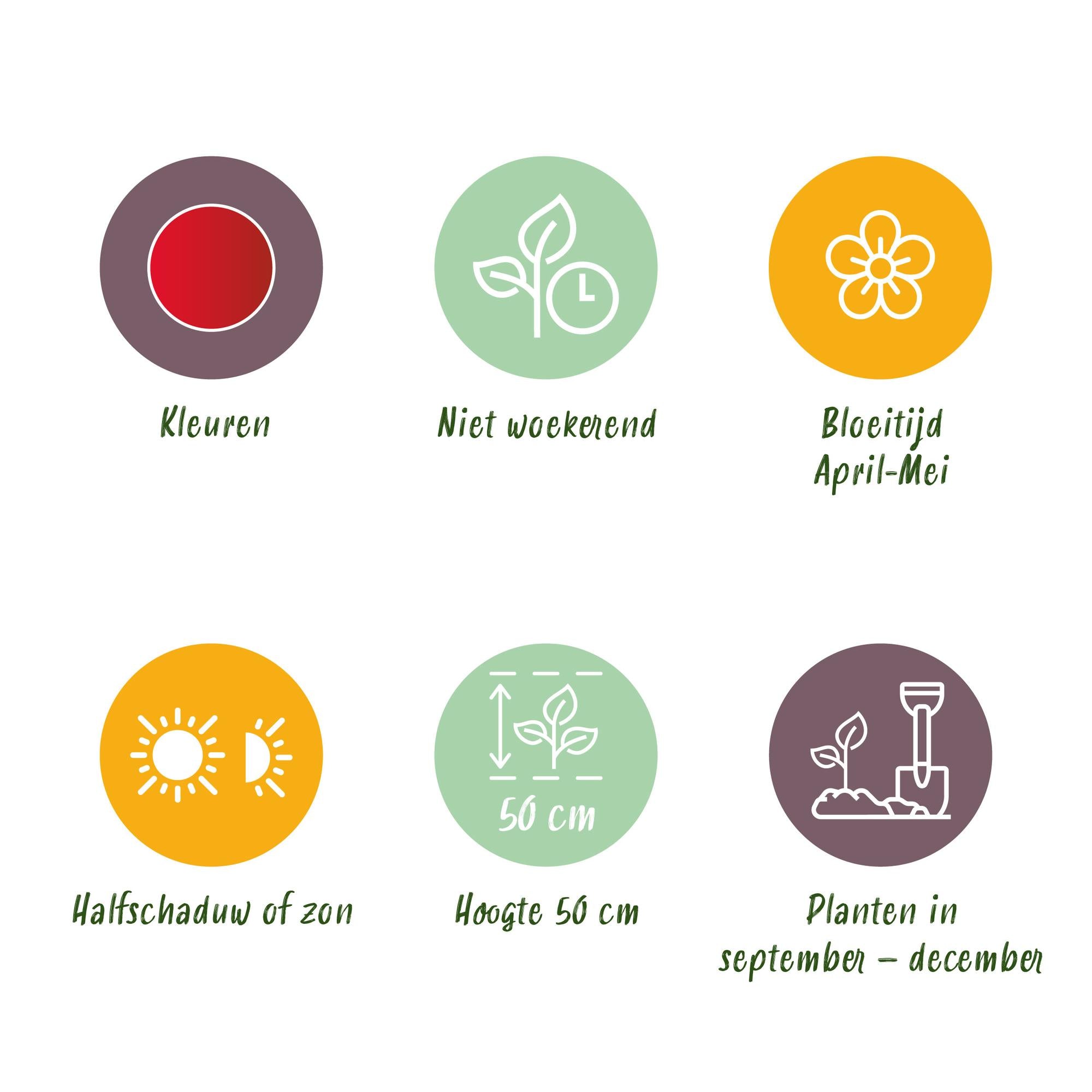 Tulpen - Tulpe Triumph Red - Farbe Rot - 15 Stück - Zwiebelgröße 11/12 - XXL Pack