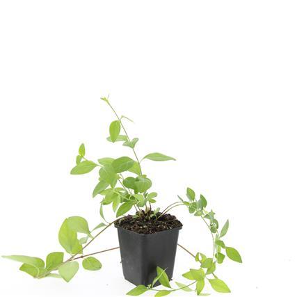 Kleines weißes Immergrün - Vinca major 'Alba' - ↕10-25cm - Ø9cm 24 Stück