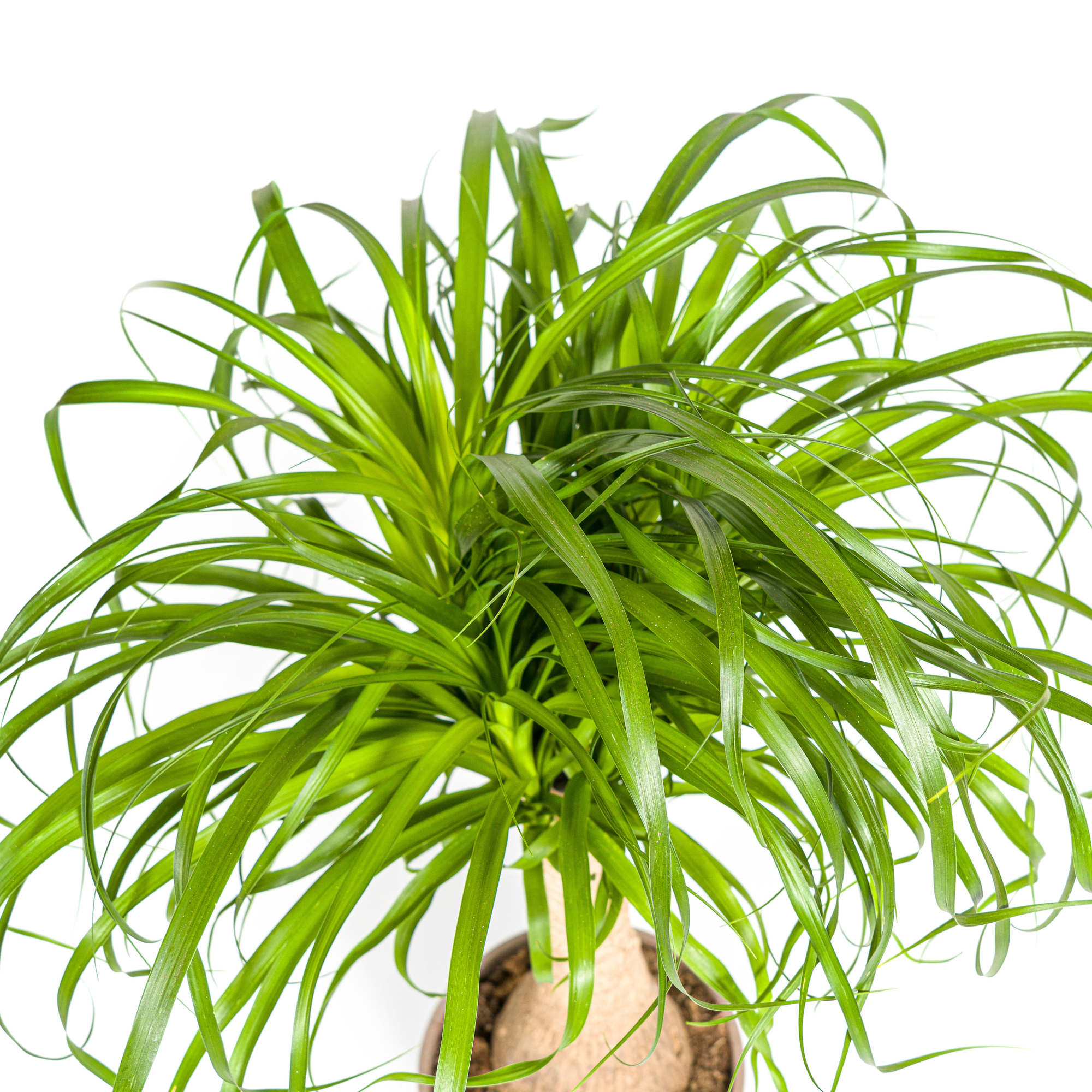 elefantenfuß kunstpflanze Elefantenfuß - Beaucarnea Recurvata Stamm mit Korb Ø21cm - ↕60