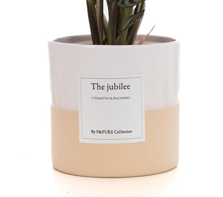 Fischgrätenpflanze - Ctenanthe Burle Marxii Gift "The Jubilee" WITH GREETING CARD! - Ø12cm - ↕25cm