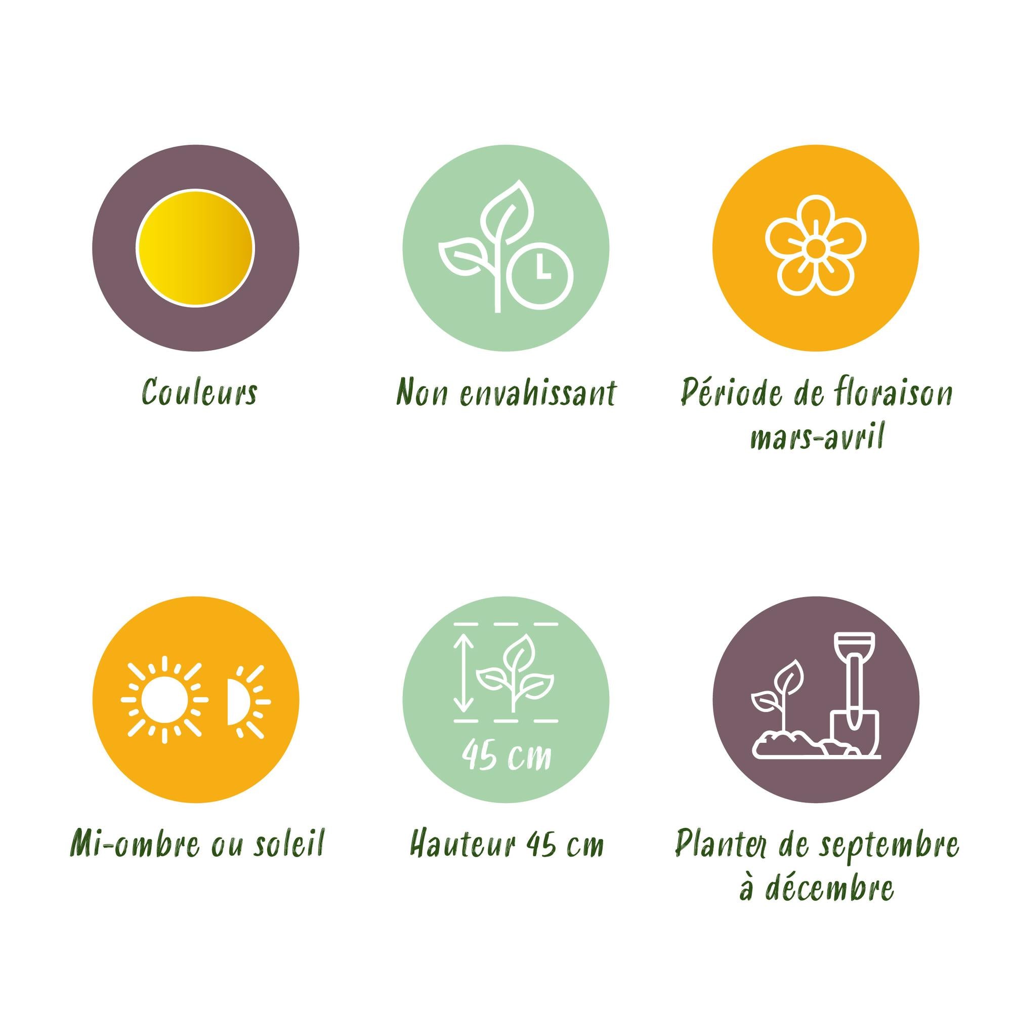 Narzissen - Narzisse Tete-A-Tete - Farbe Gelb - 25 Stück - Zwiebelgröße 10/11 - XXL Pack