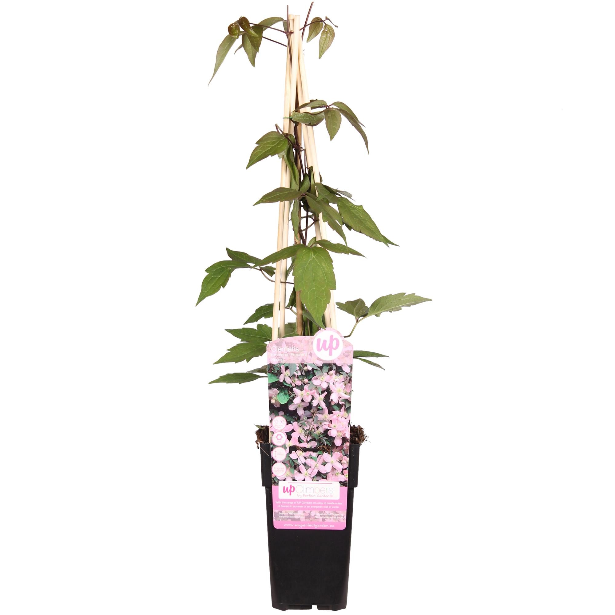 Waldrebe - Clematis Montana 'Fragrant Spring' - ↨65cm - Ø15