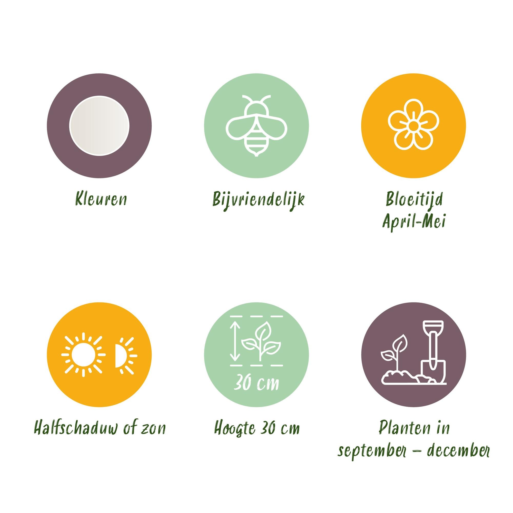 Sommerschneeglöckchen - Leucojum Aestivum - Farbe Weiß - 20 Stück - Zwiebelgröße 8/9 - XXL Pack