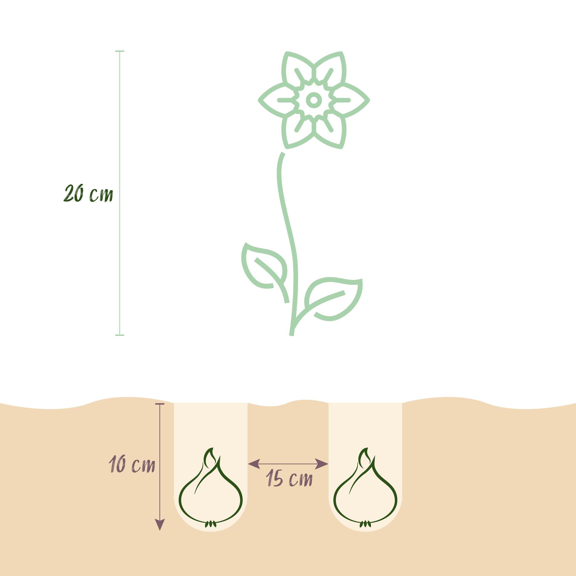 Narzissen - Narzisse Tete-A-Tete - Farbe Gelb - 50 Stück - Zwiebelgröße 10/12