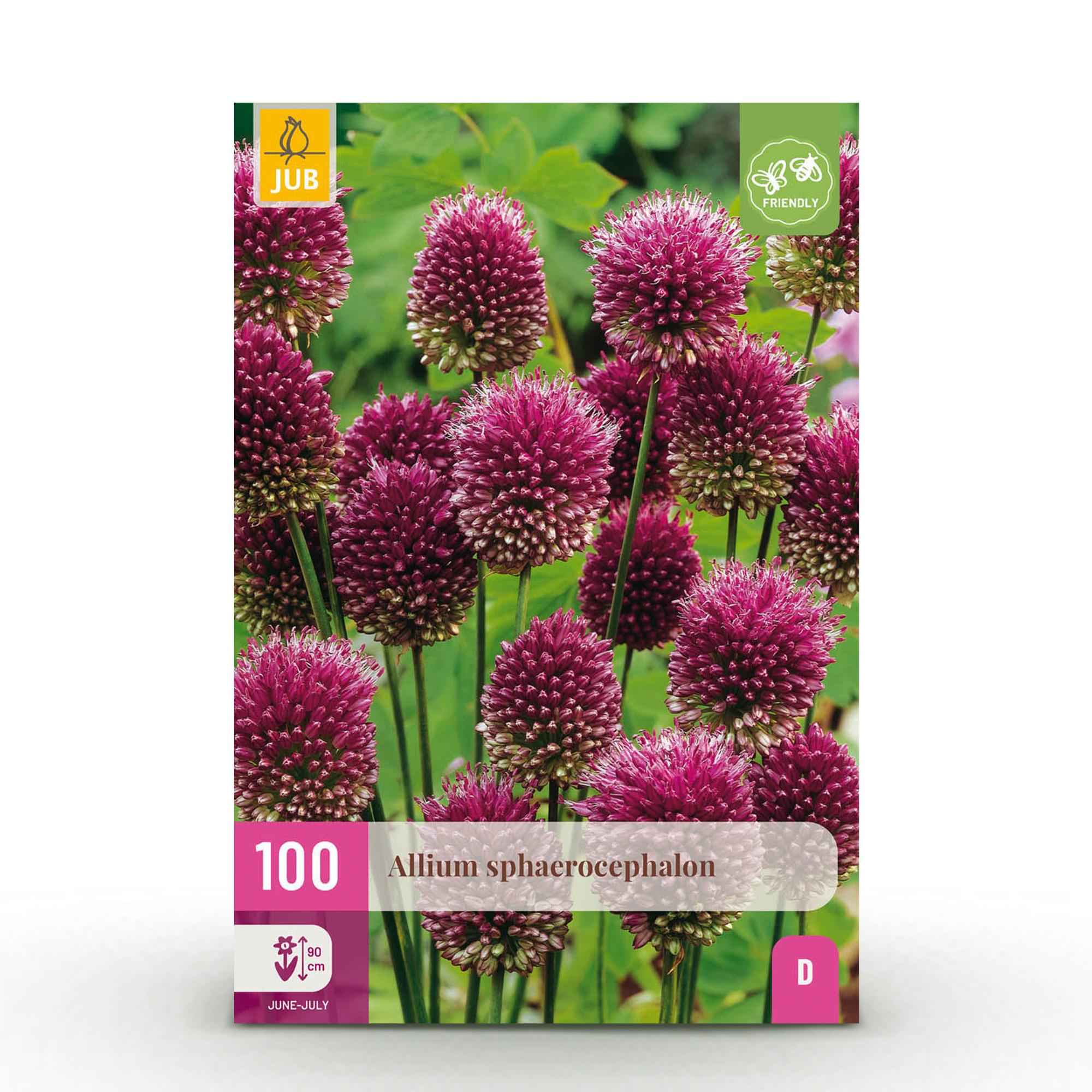 Zierlauch - Blumenzwiebeln - Allium Sphaerocephalon - Farbe Purpurrot - 100 Stück - Zwiebelgröße 5/6 - XXL Pack