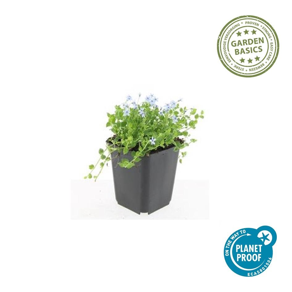 Weißer Blaupolster - Isotoma fluviatilis 'Alba'- ↕10-25cm - Ø9cm 48 Stück