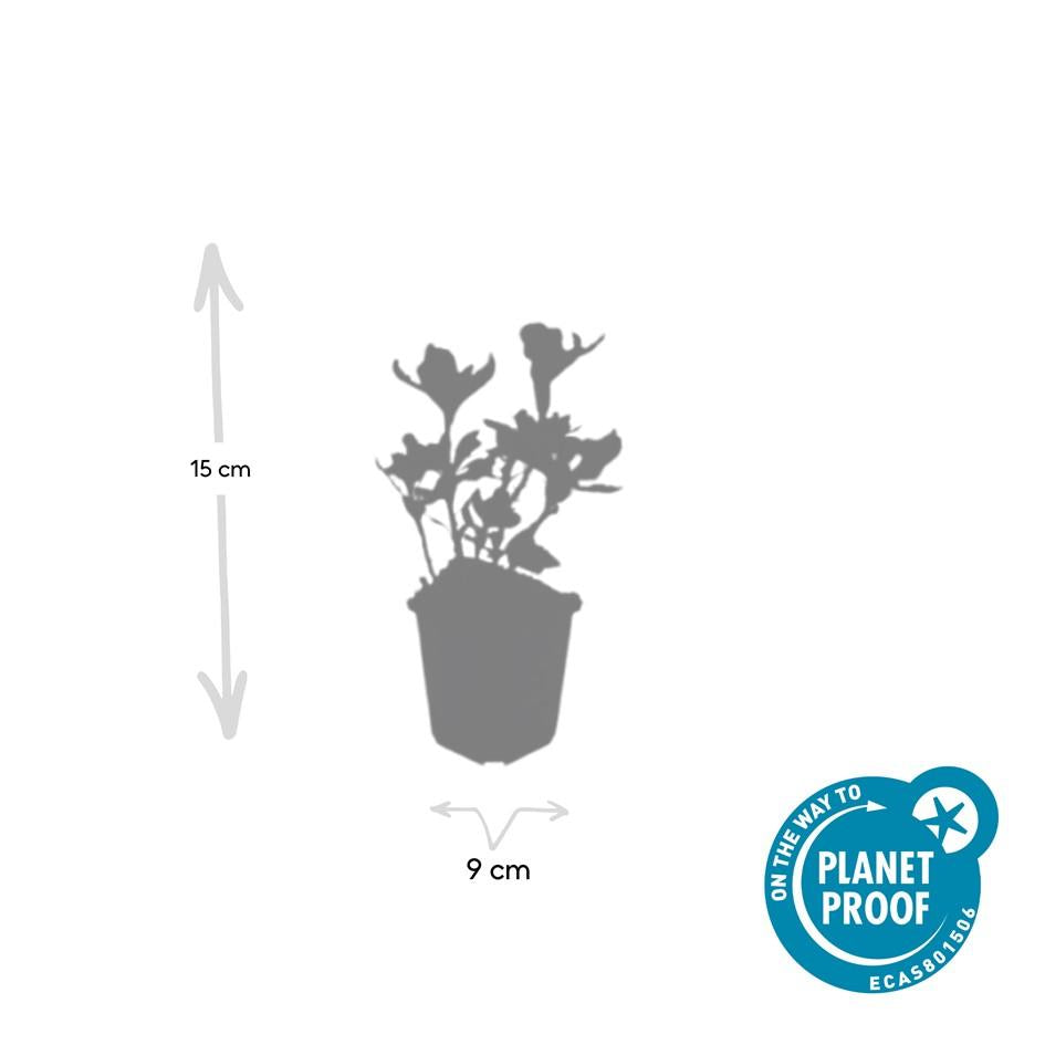 Weißbuntes Dickmännchen - Pachysandra term. 'Variegata' - ↕10-25cm - Ø9cm 48 Stück