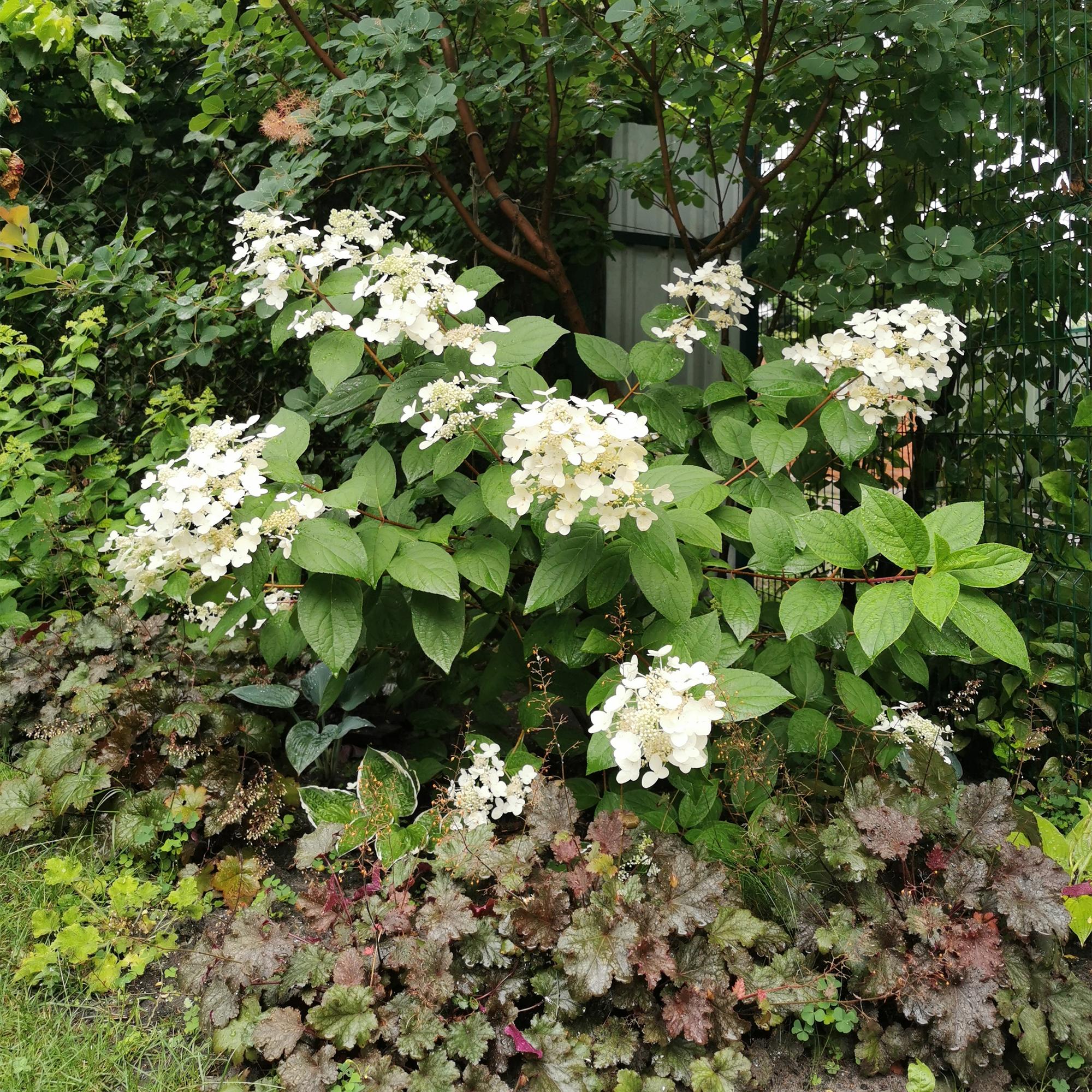 Rispenhortensie - Rispenhortensie - Hydrangea panniculata Wims Red - Blüte Weiß Rot - 3 Pflanzen - 1 m2 - Laubabwerfend - Große Blüten - Topf 17cm Höhe 50cm