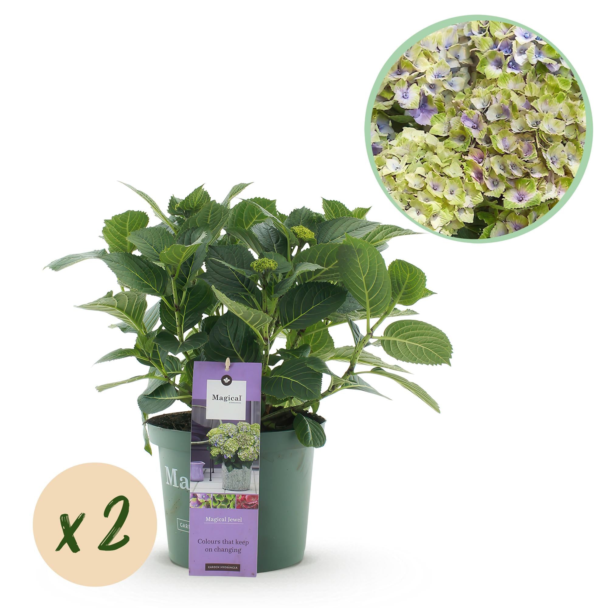 Hortensie - Hydrangea Magical Jewel Blue - Blau - 6-10 Blumen - 2 Pflanzen - Topf 23cm Höhe 55cm