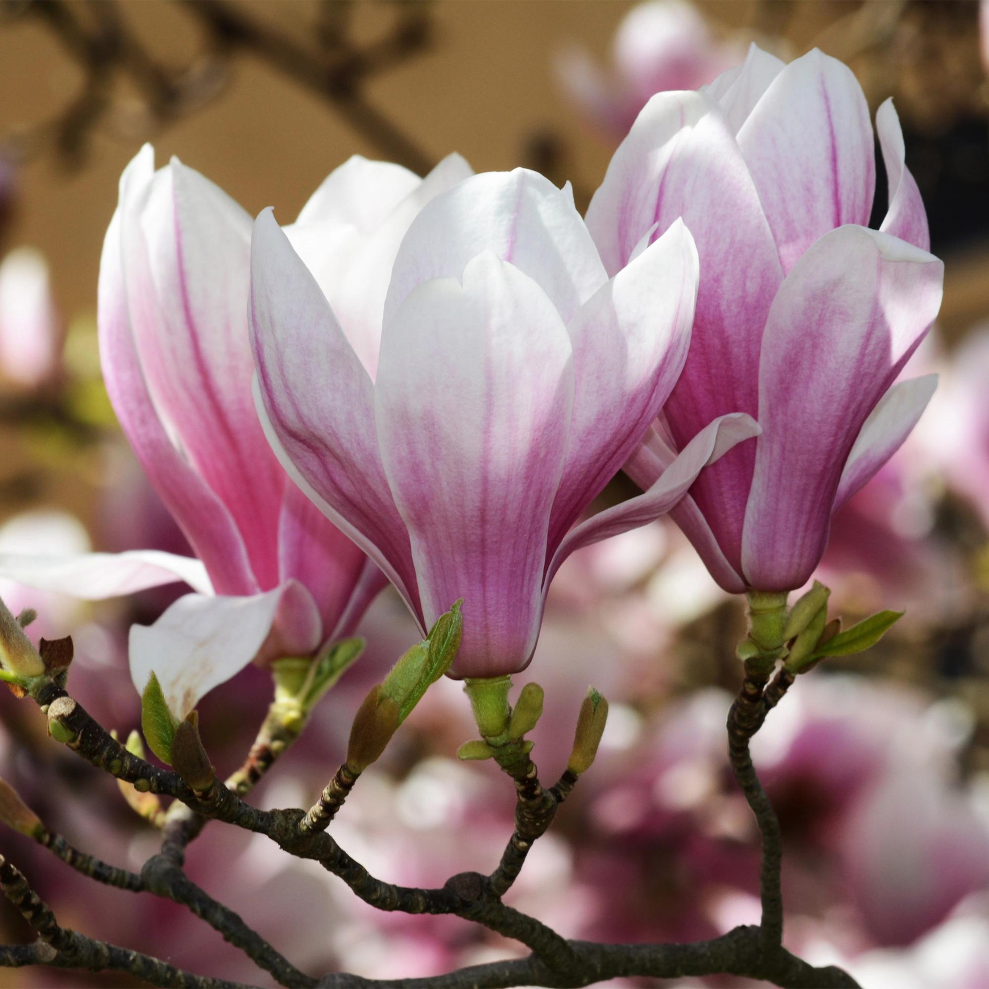 Magnolienstrauch - Magnolia soulangeana - Blüte Rosa - 3 Pflanzen - Laubabwerfend - Wenig Pflege - Topf 12cm Höhe 30cm