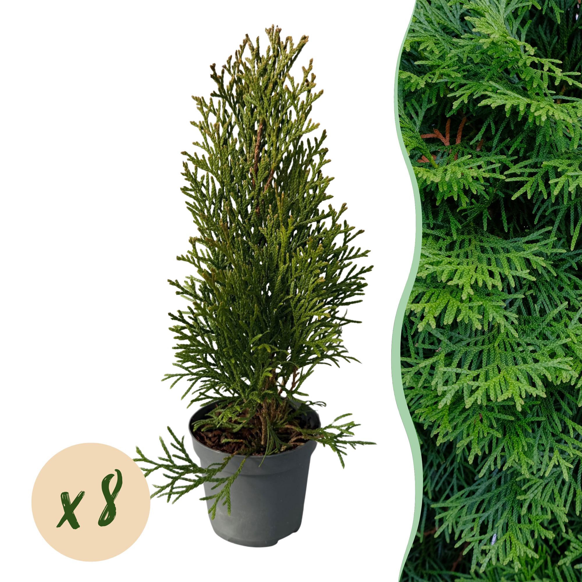 Lebensbaum - Thuja occidentalis Smaragd - 8 Pflanzen - 1 laufender Meter - Topf 9cm Höhe 30-35cm