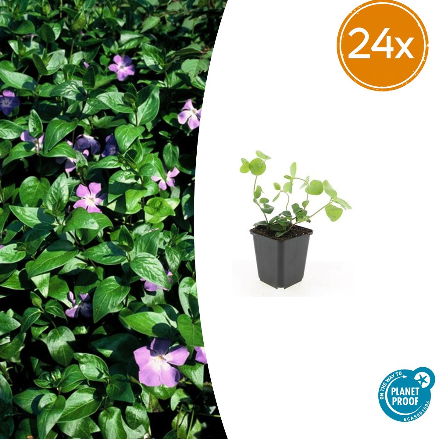 Großes Immergrün - Vinca major - ↕10-25cm - Ø9cm 24 Stück