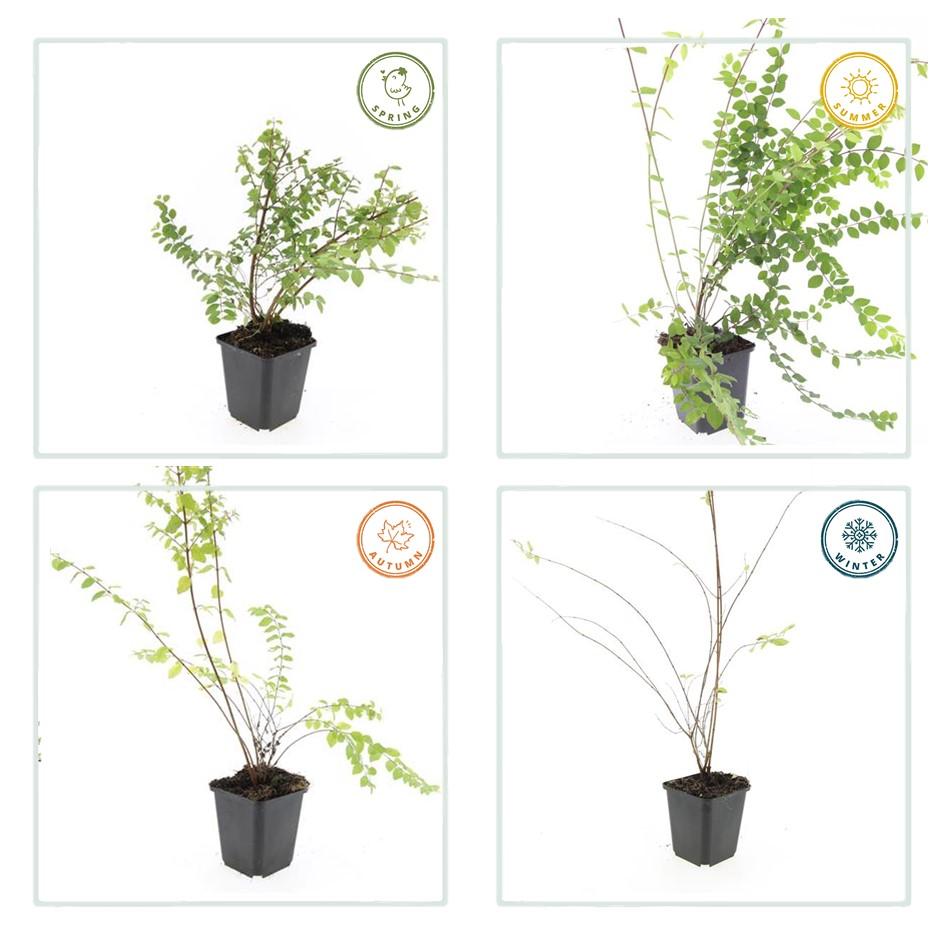 Niedrige Purpurbeere - Symphoricarpos ch. 'Hancock' - ↕10-25cm - Ø9cm 12 Stück