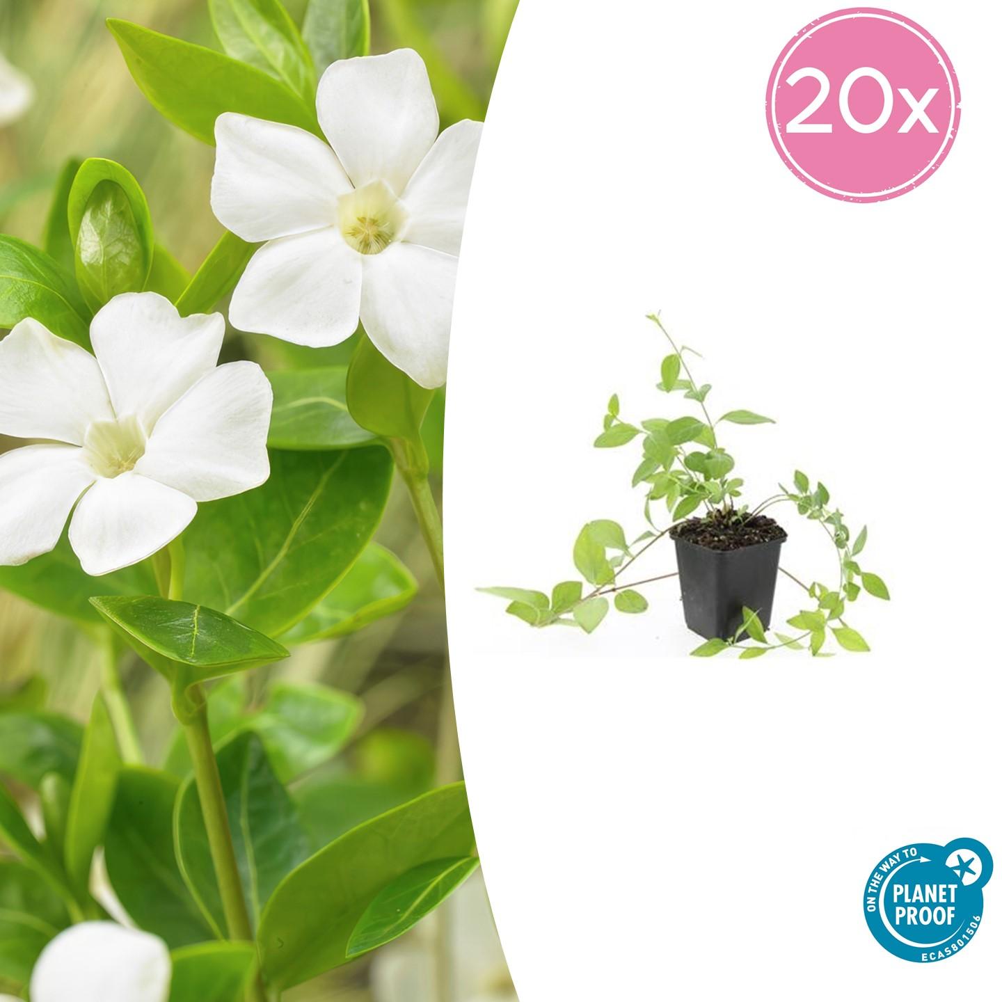 Kleines weißes Immergrün - Vinca major 'Alba' - ↕10-25cm - Ø9cm 20 Stück