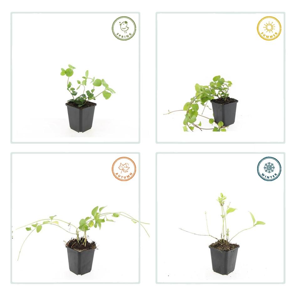 Großes Immergrün - Vinca major - ↕10-25cm - Ø9cm 48 Stück