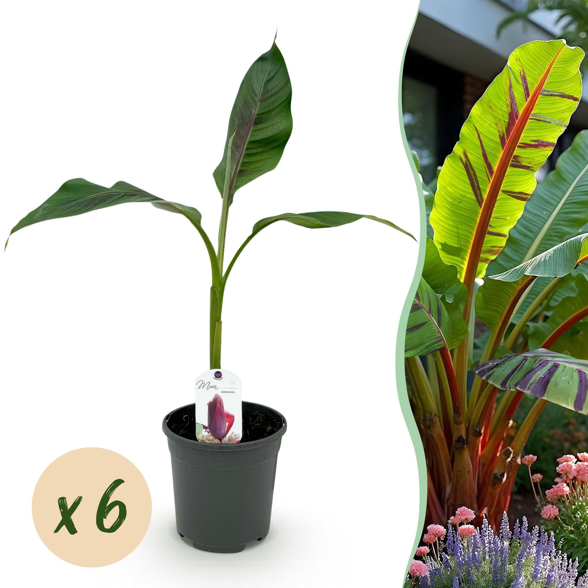 Himalayabanane - Bananenpflanze Musa sikkemensis Red Tiger - Winterhart - 6 Pflanzen - Topf 17cm Höhe 40cm