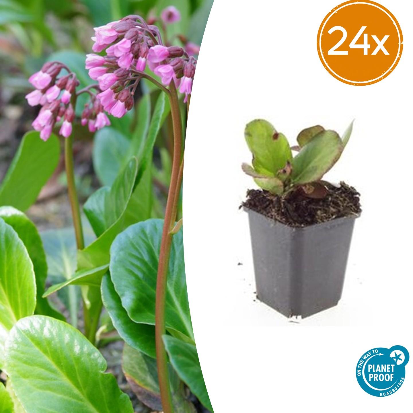 Herzblattbergenie - Bergenia cordifolia 'Herbstblüte'  - ↕10-25cm - Ø9cm 24 Stück