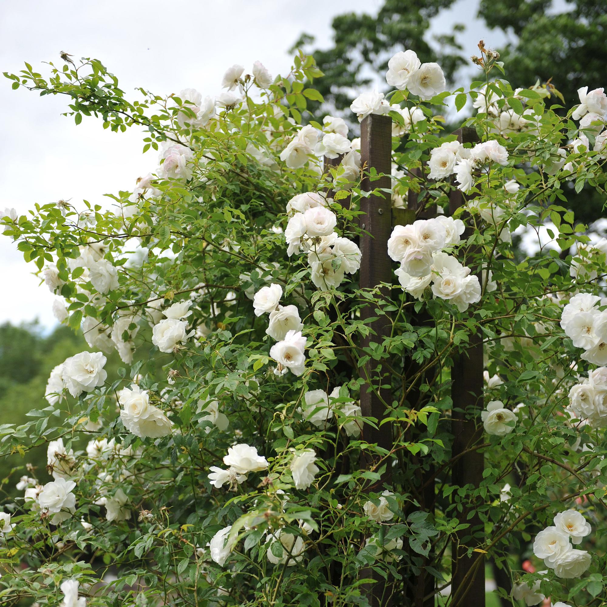Rosen - Rose White Climber - Blüte Weiß - Wenig Pflege - 2 Pflanzen - Topf 11cm Höhe 40cm
