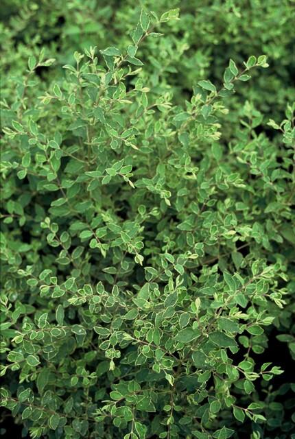 Niedrige Purpurbeere - Symphoricarpos ch. 'Hancock' - ↕10-25cm - Ø9cm 60 Stück