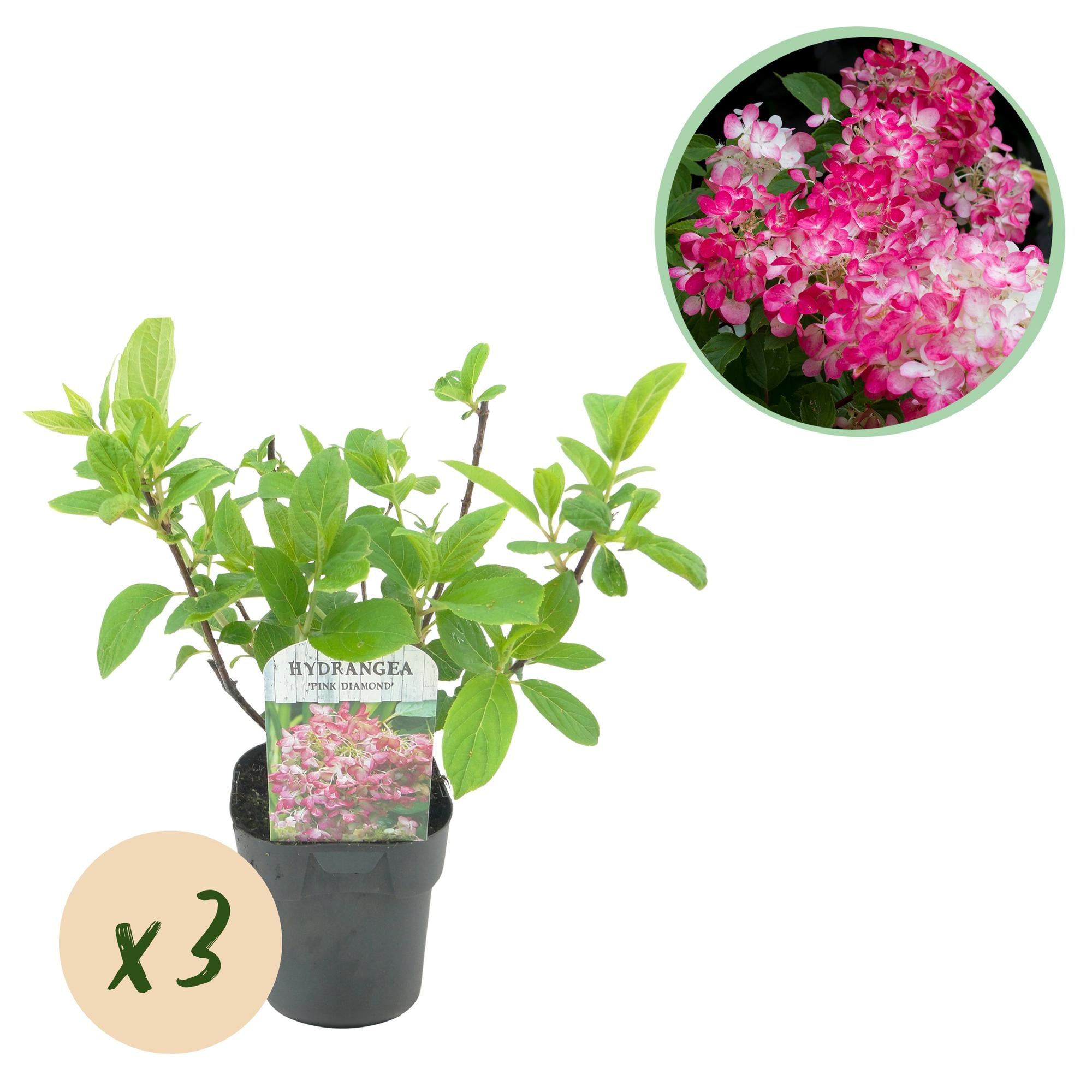 Rispenhortensie - Rispenhortensie - Hydrangea panniculata Pink Diamond - Blüte Weiß Rosa - 3 Pflanzen - 1 m2 - Laubabwerfend - Große Blüten - Topf 17cm Höhe 50cm