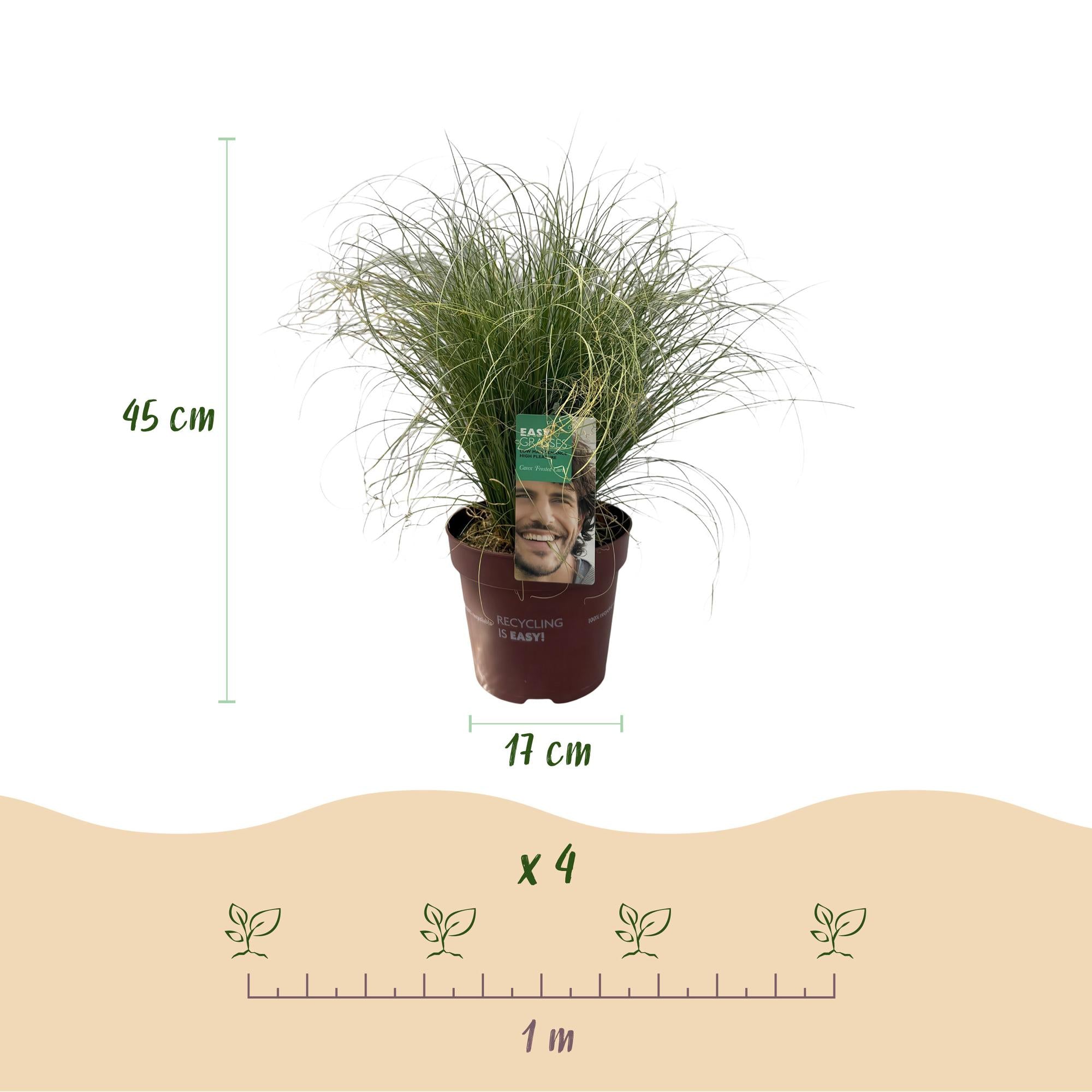 Neuseeländische Segge - Carex comans Frosted Curls - Grün - 2 Pflanzen - Immergrün - Wenig Pflege - Topf 17cm Höhe 50cm
