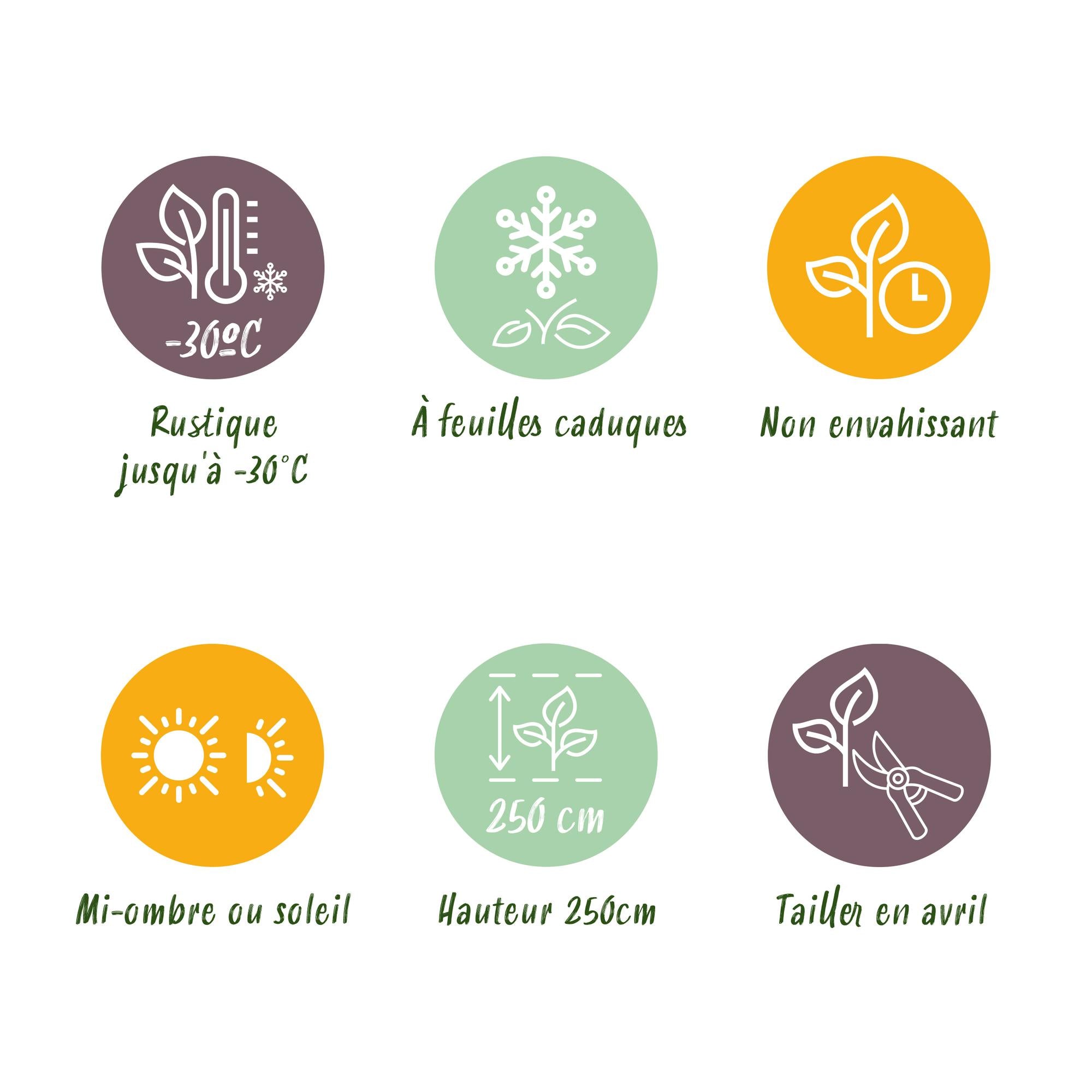 Sibirischer Hartriegel - Cornus alba sibirica - Rote Zweige - 1 Pflanze - Laubabwerfend - Wenig Pflege - Topf 17cm Höhe 45cm