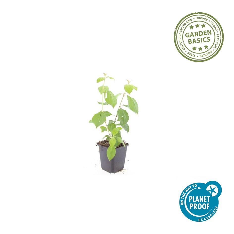 Roter Hartriegel - Cornus sang. 'Midwinter Fire' - ↕10-25cm - Ø9cm 6 Stück