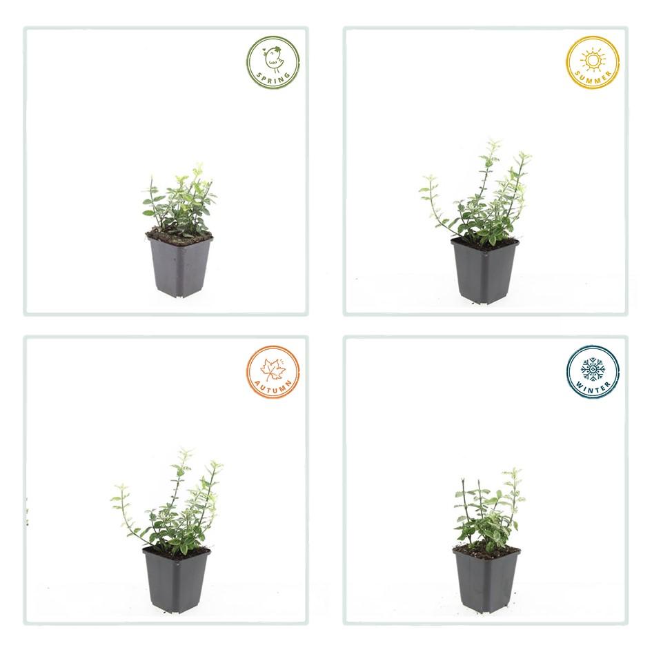 Kriechspindel - Euonymus fort. 'Harlequin' - ↕10-25cm - Ø9cm 24 Stück