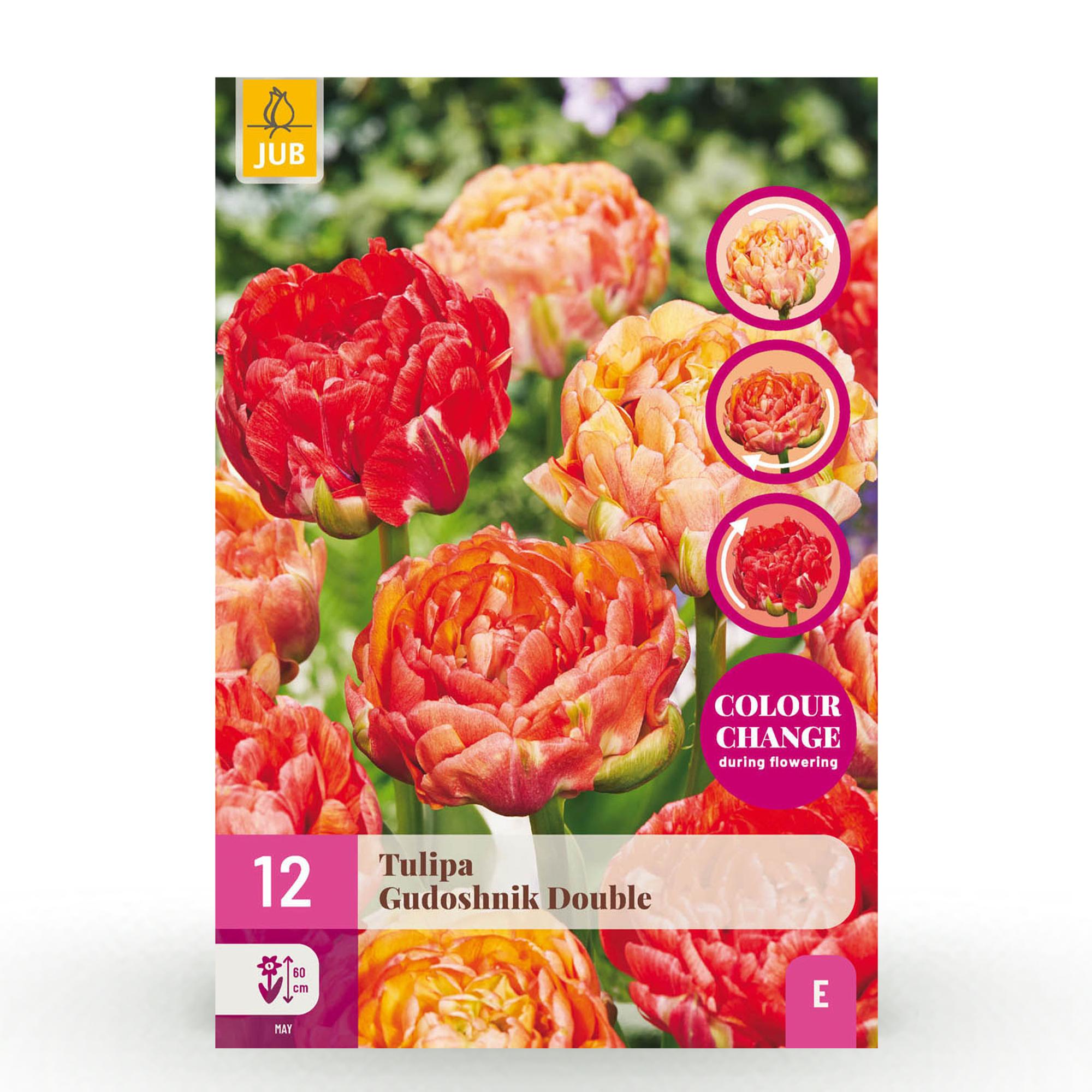 Tulpenzwiebeln Mix - Tulpe Gudoshnik Double - Doppelblütig - 12 Stück - Zwiebelgröße 11/12 - XXL Pack