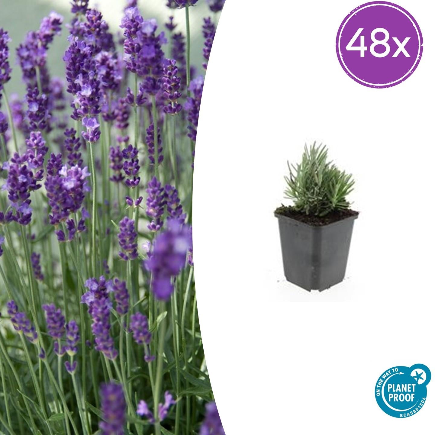 Zwerglavendel - Lavandula ang. 'Dwarf Blue' - ↕10-25cm - Ø9cm 48 Stück
