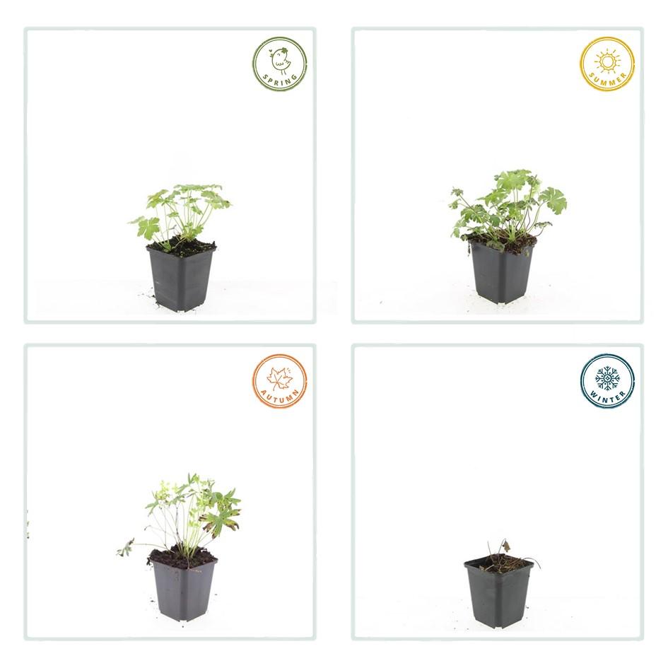 Weißer Blutstorchschnabel - Geranium sang. 'Album' - ↕10-25cm - Ø9cm 60 Stück