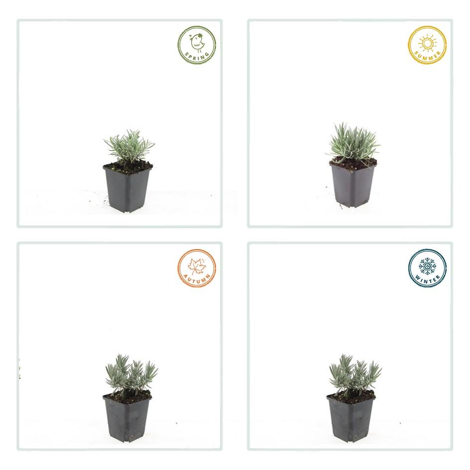 Weißer Lavendel - Lavandula int. 'Edelweiss' - ↕10-25cm - Ø9cm 20 Stück