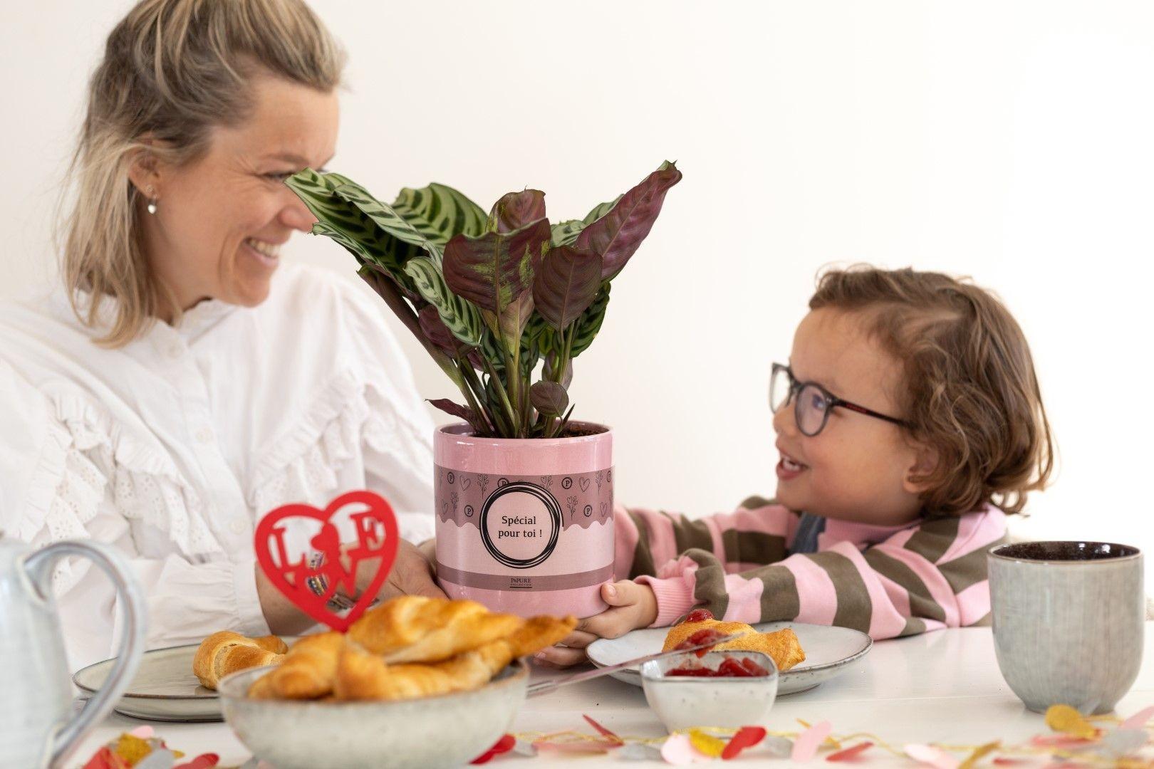 Fischgrätenpflanze - Ctenanthe Burle Marxii In P&PURE "SPECIAL POUR TOI" Verpakking - Ø12cm - ↕25cm