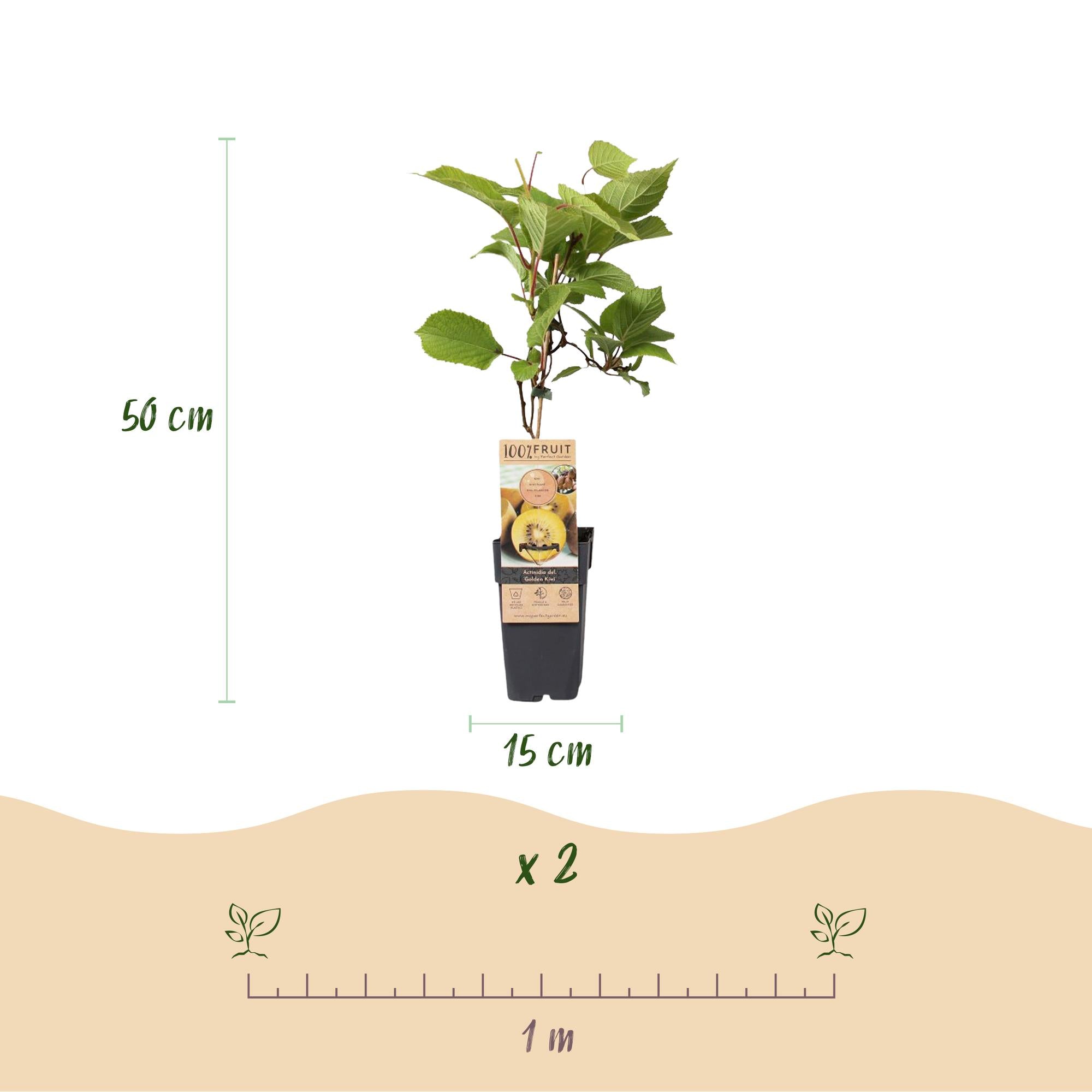 Kiwibeeren - Actinidia deliciosa Golden Kiwi - Gelbe Frucht - 2 Pflanzen - Topf 15cm Höhe 50cm