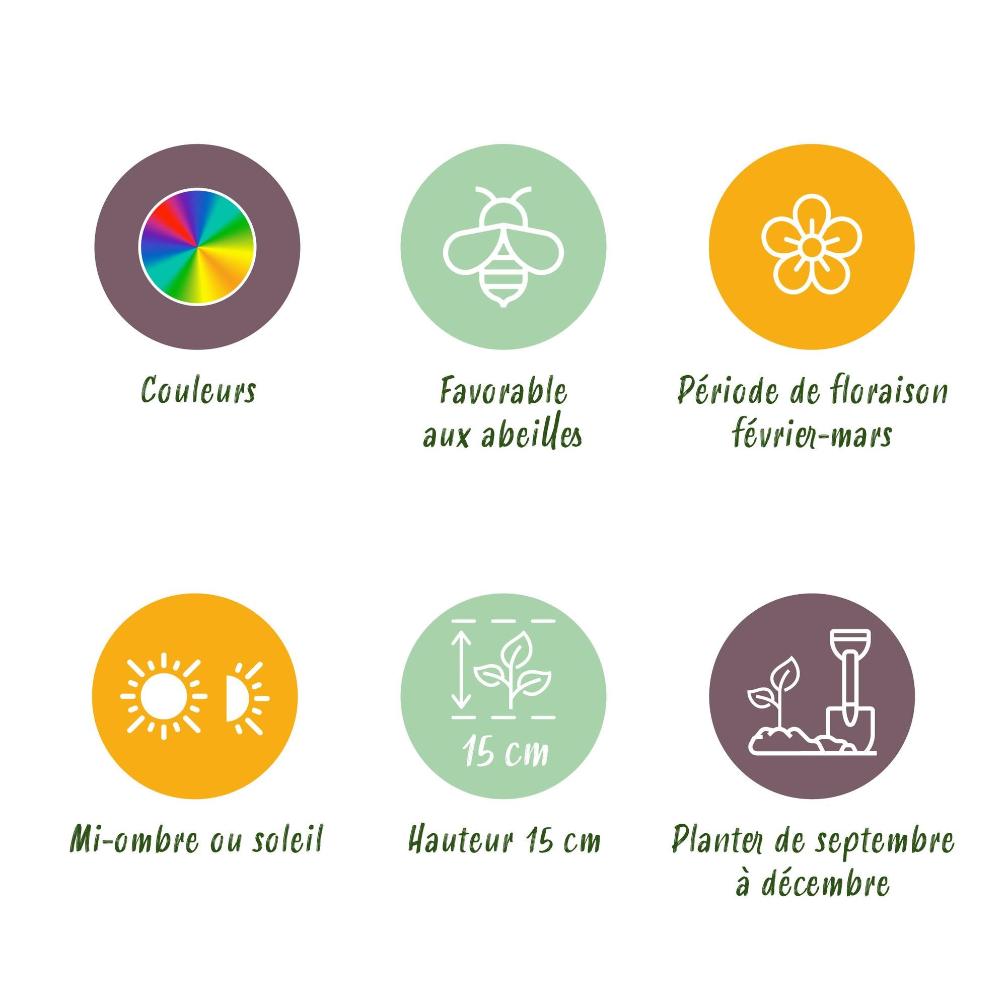 Krokuse Mix - Blumenzwiebeln - Crocus Large Flowering mix - Verschiedene Farben - 30 Stück - Zwiebelgröße 7/8 - XXL Pack