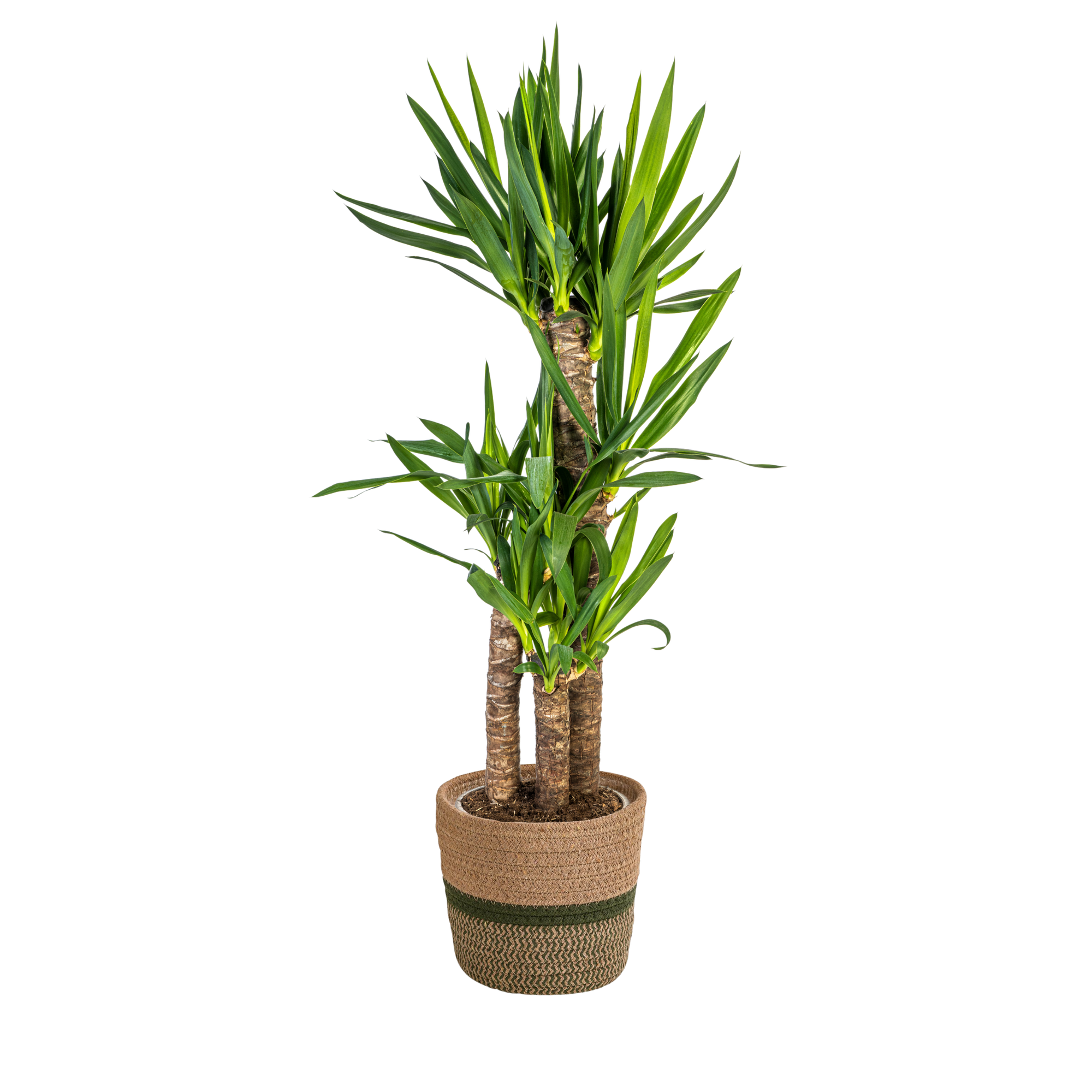 Yuccapalme- Yucca Elephantipes mit Korb Ø21cm - ↕90 - 110cm