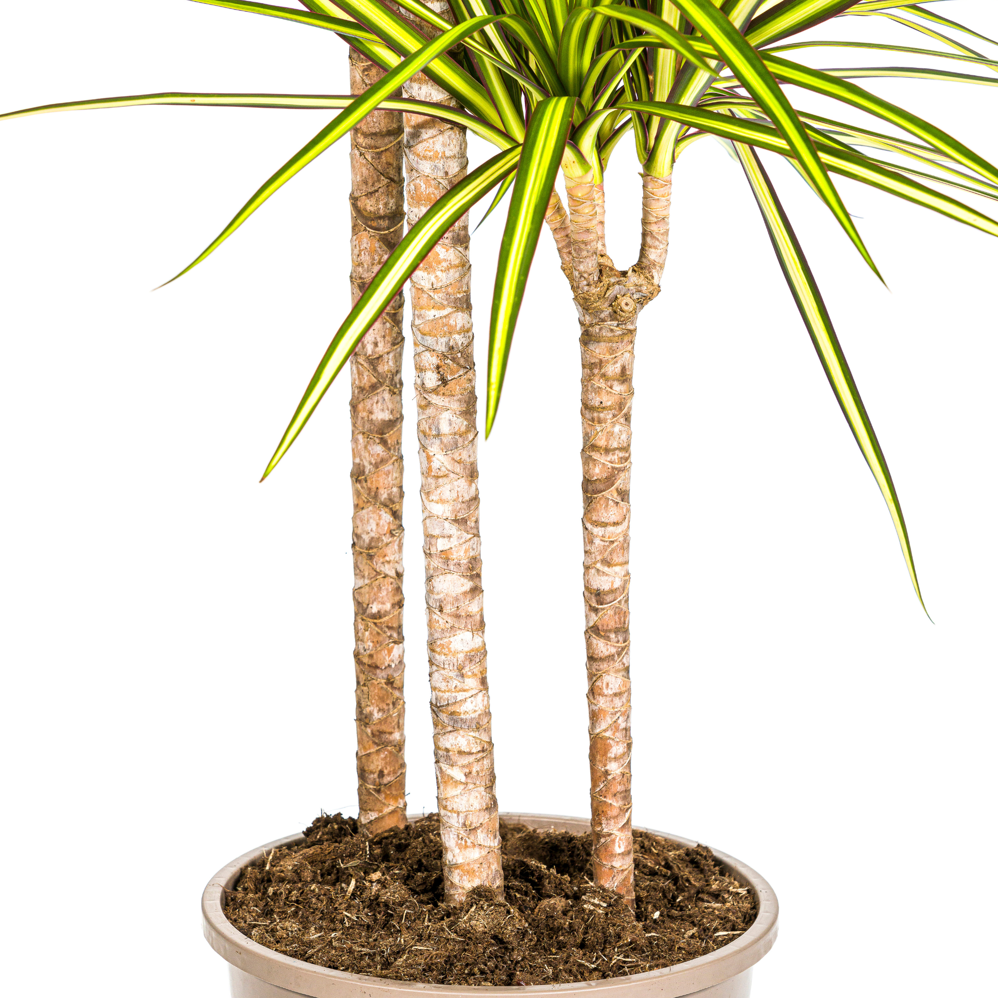 Drachenbaum - Dracaena Marginata Sunray mit Korb Ø24cm - ↕130 - 150cm