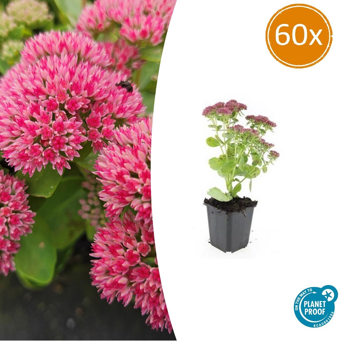 Fetthenne - Sedum 'Herbstfreude' - ↕10-25cm - Ø9cm 60 Stück