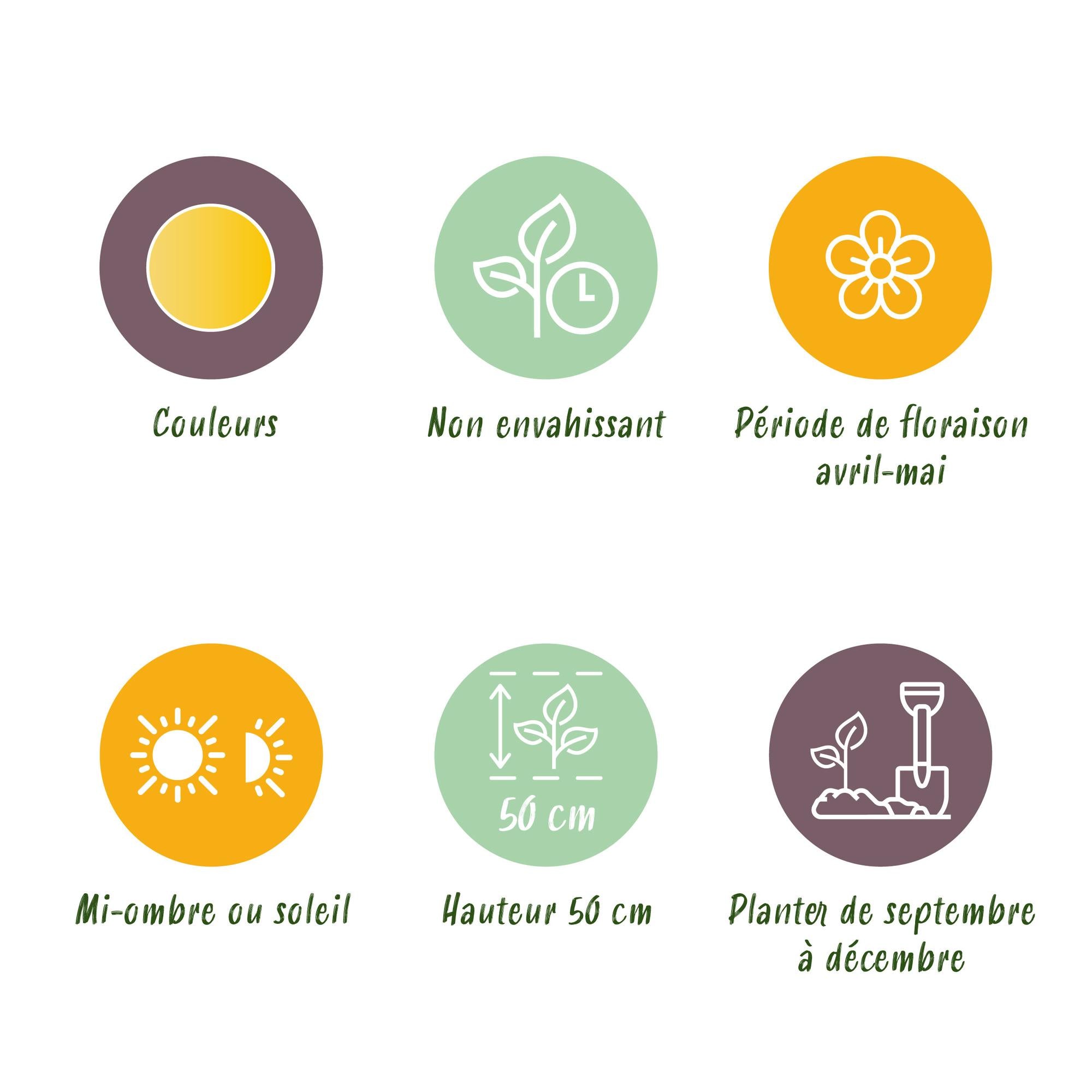 Tulpen - Tulipa Vendeeglobe - Farbe Gelb-Orange - 12 Stück - Zwiebelgröße 11/12 - XXL Pack