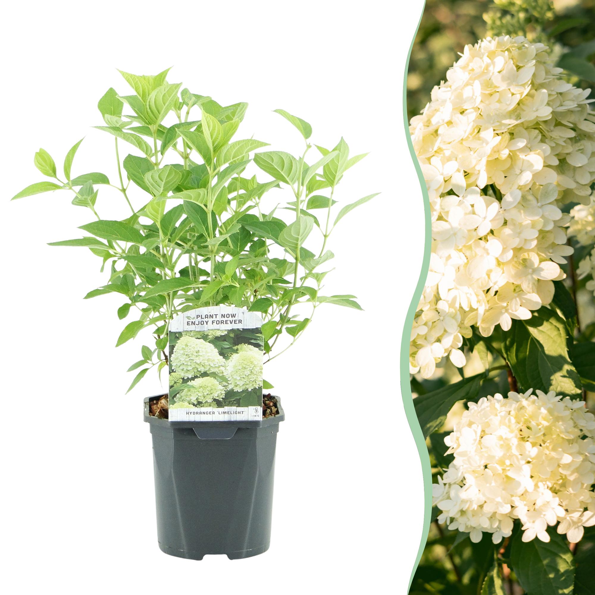 Rispenhortensie - Rispenhortensie - Hydrangea panniculata Limelight - Blüten Creme Weiß - 1 Pflanze - Laubabwerfend - Große Blüten - Topf 17cm Höhe 50cm